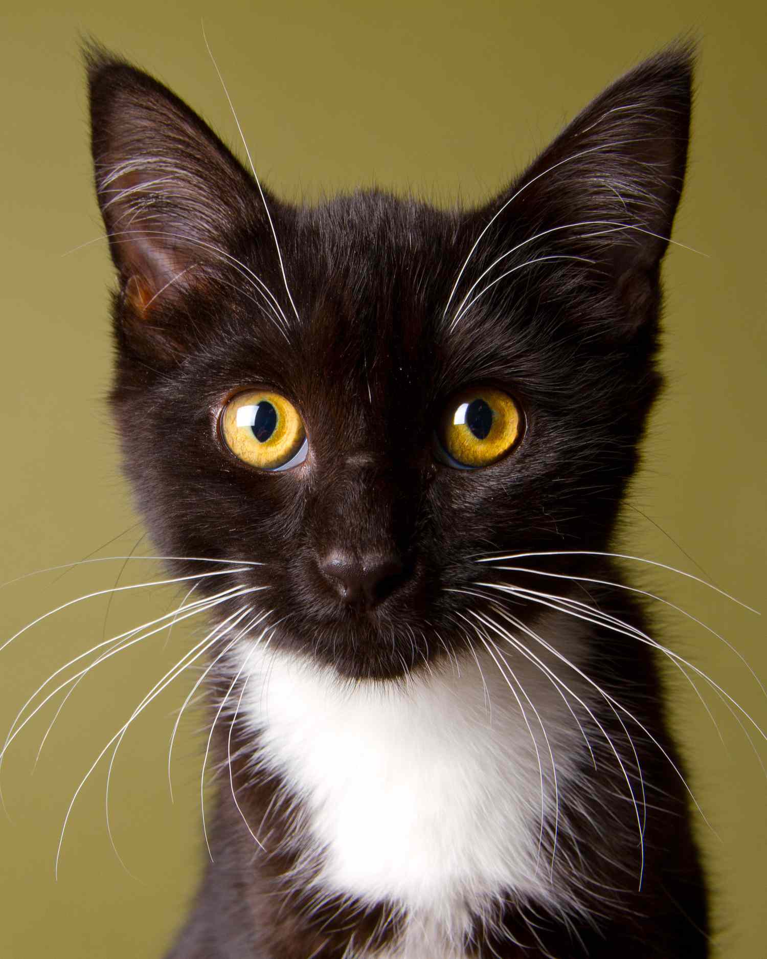 black-white-kitten-portrait.jpg