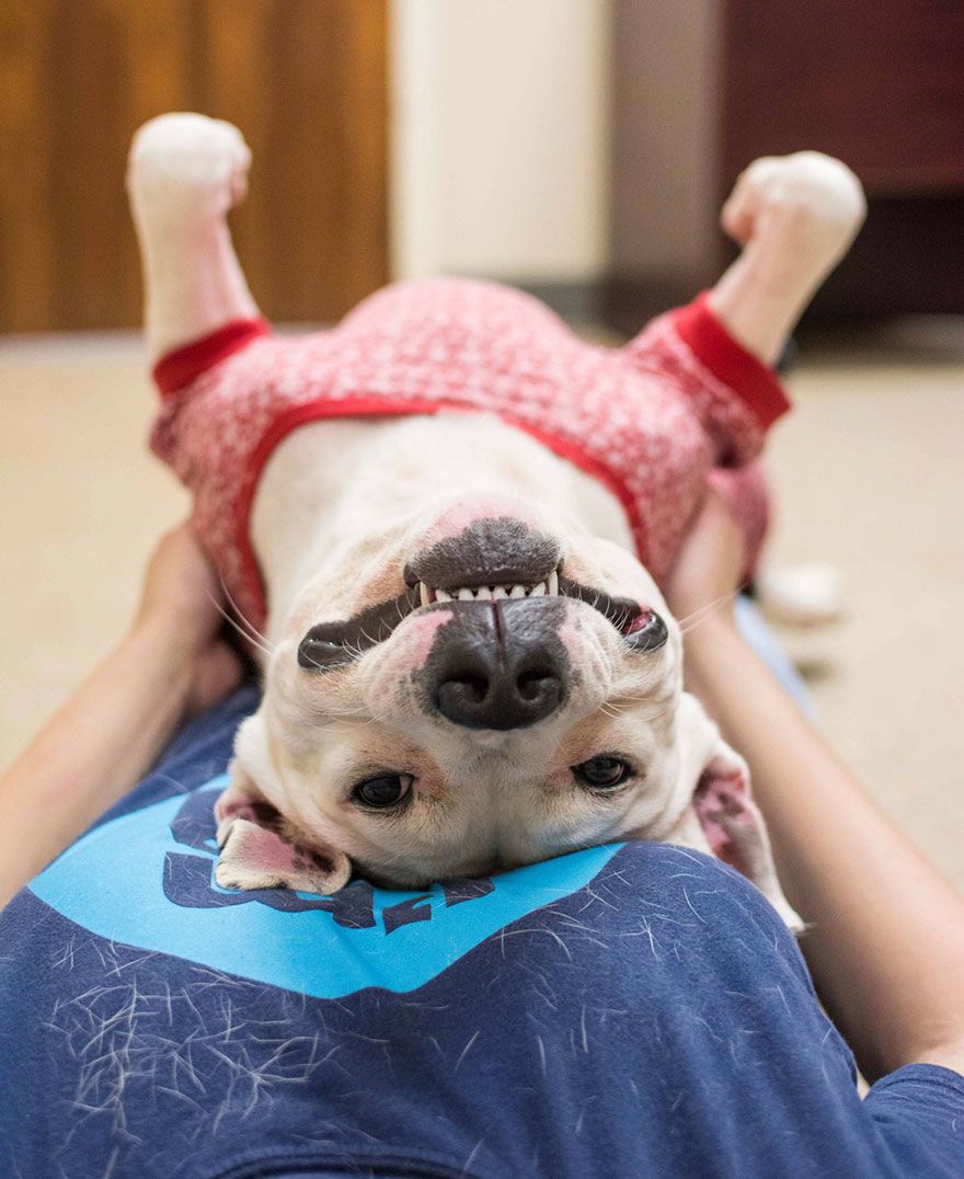 The LifeLine Animal Project in Atlanta came up with the (genius) idea to let people dress pooches in adorable nightwear and have them for a sleepover.