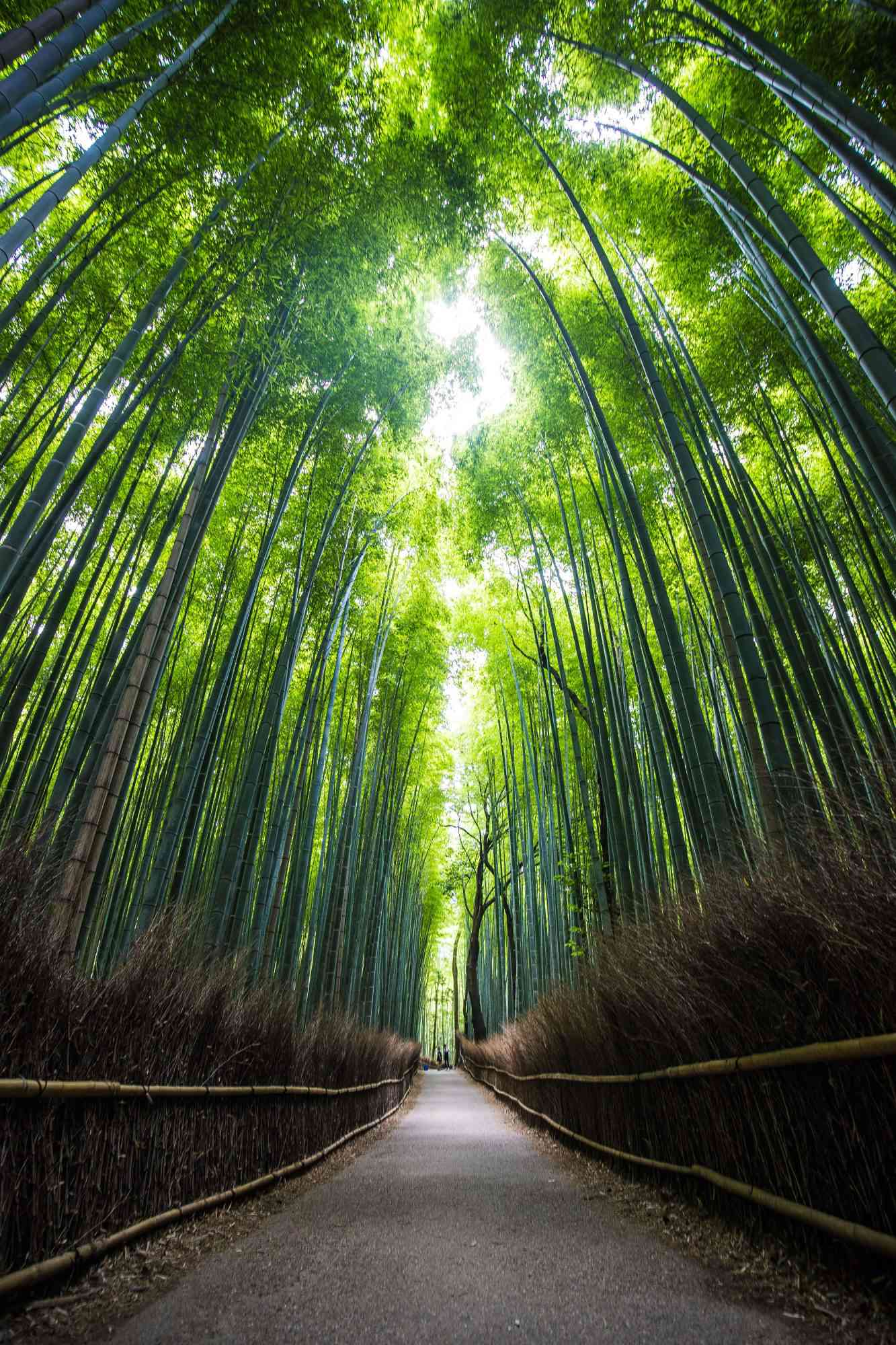 kyoto japan travel photo