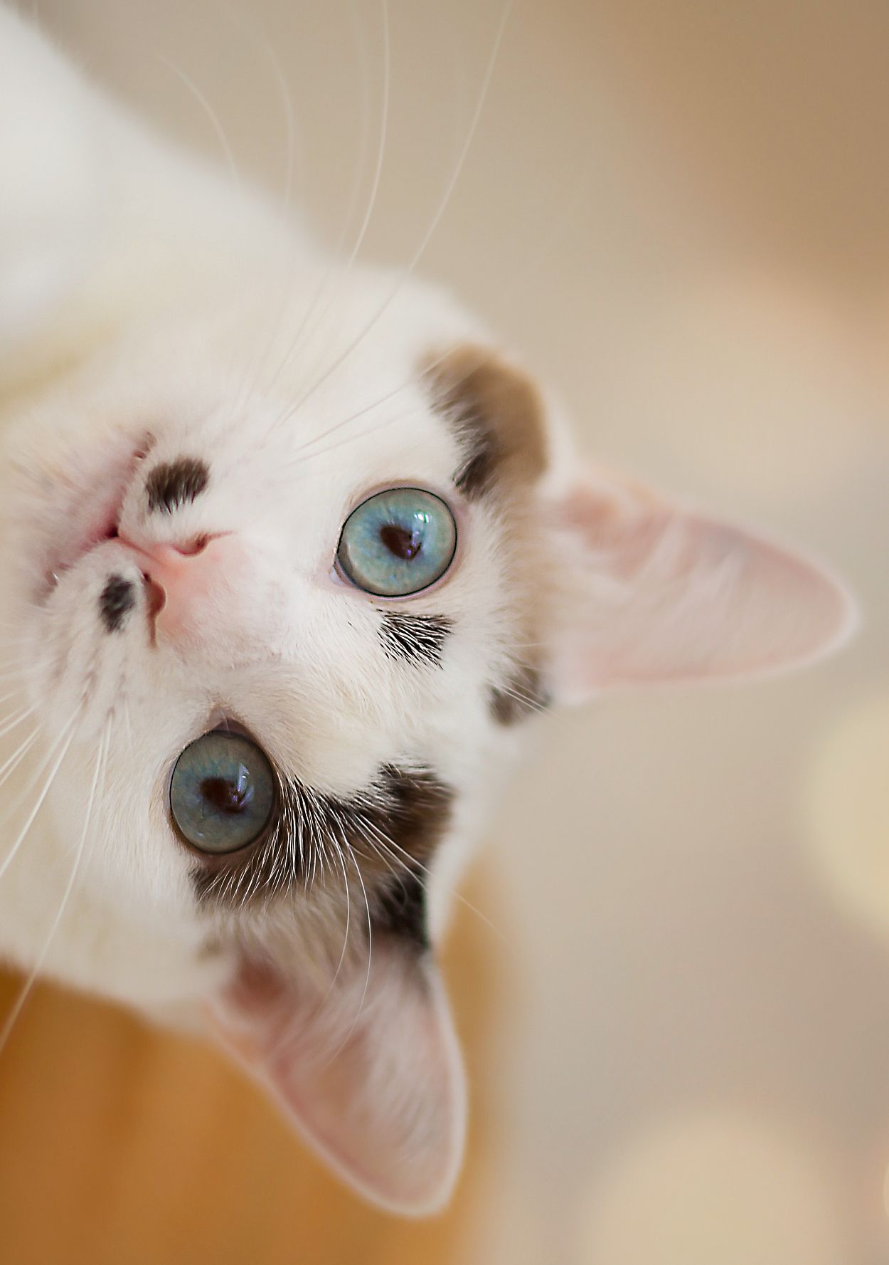white-cat-tilting-head.jpg (skyword:345067)