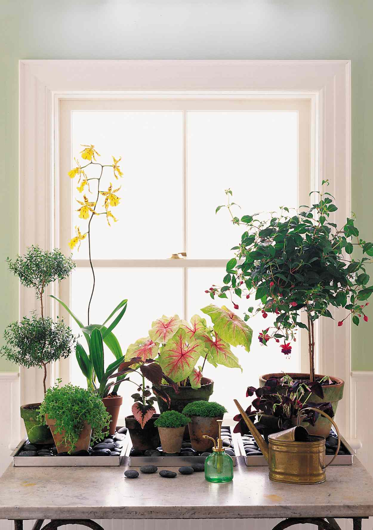 indoor-plants-1016.jpg (skyword:349592)