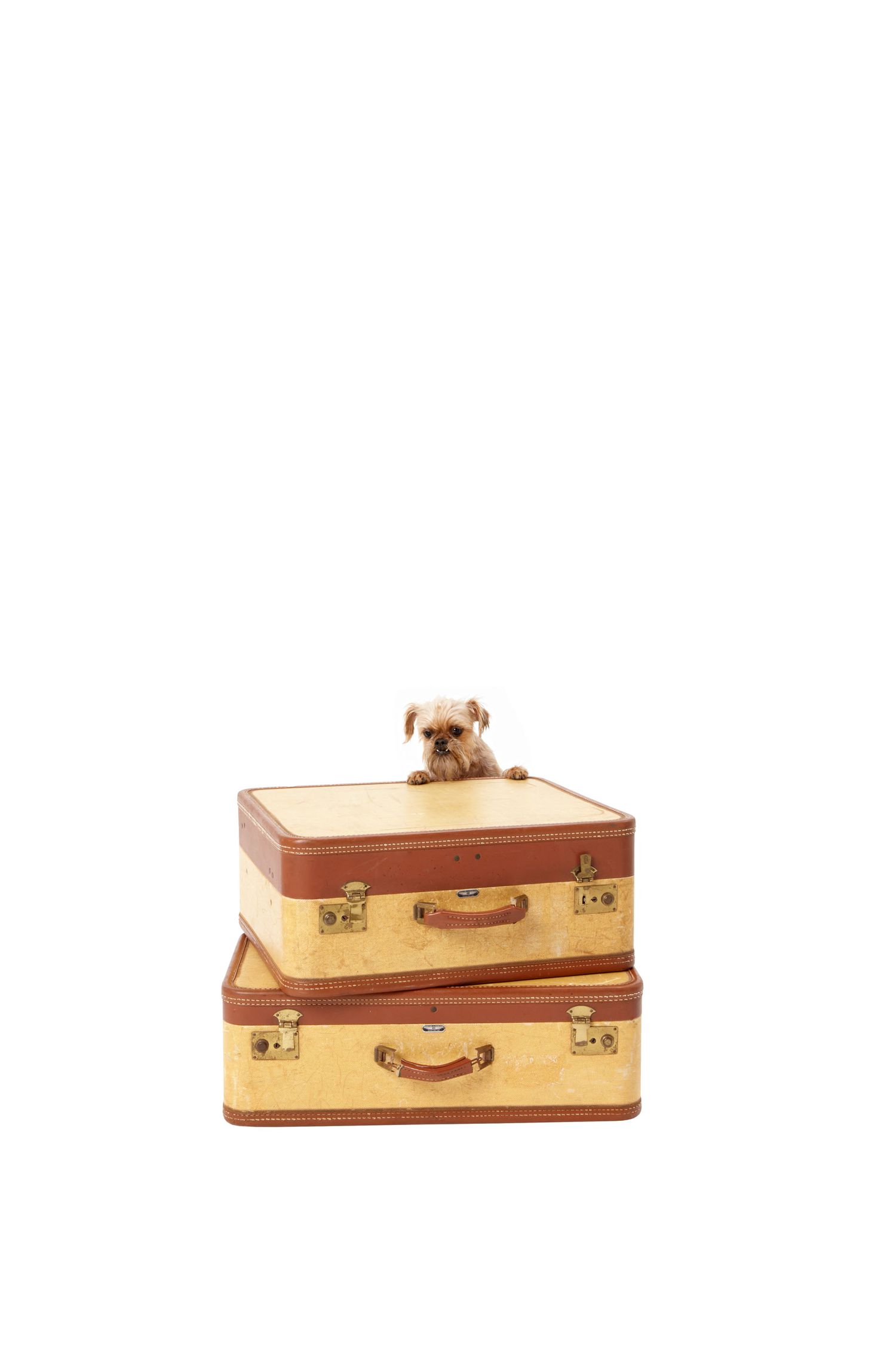 Small dog peering over stack of suitcases
