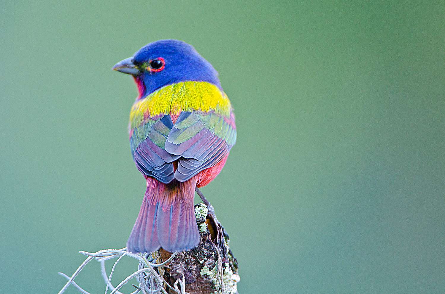 bird watching male painted bunting