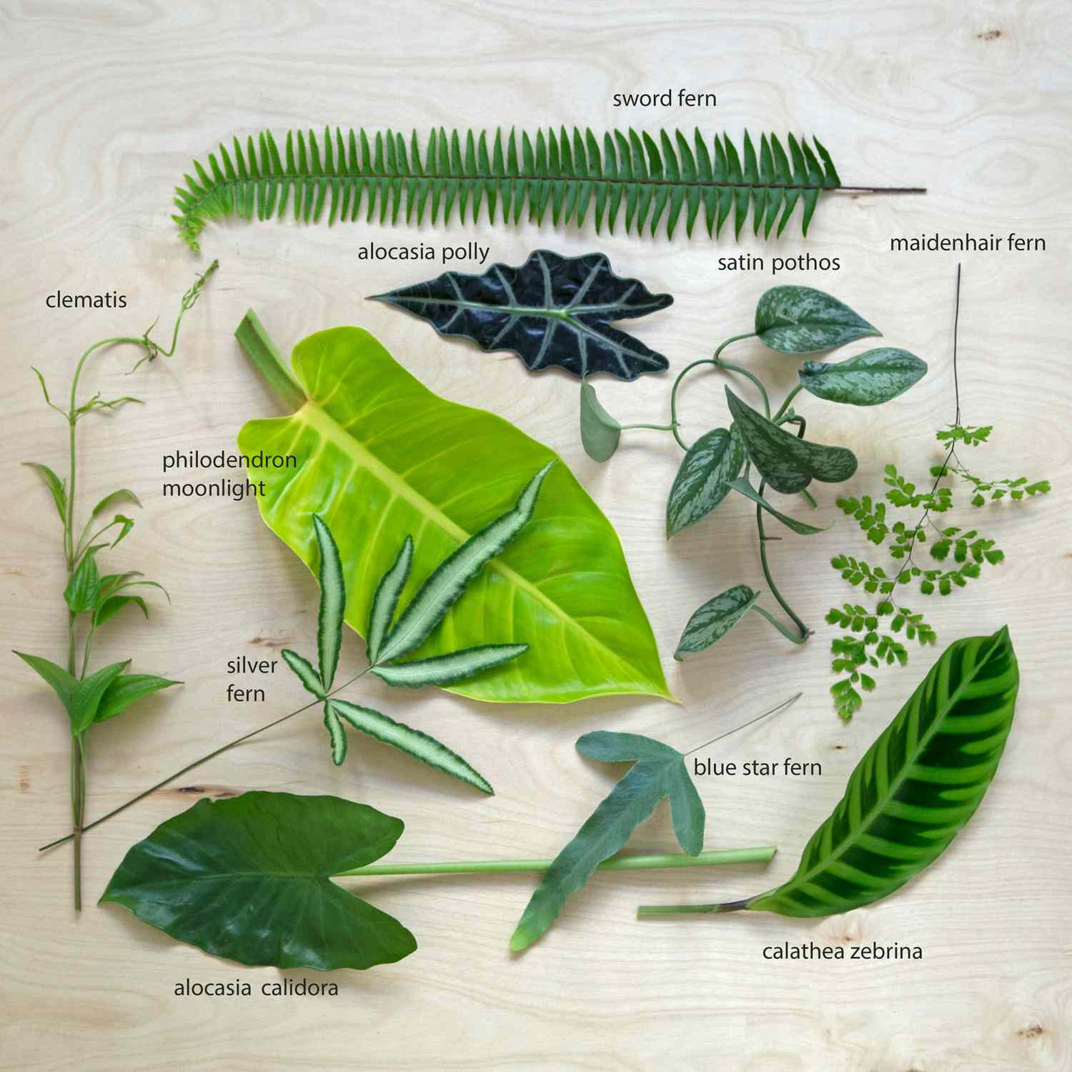 Foliage DIY Different Types of Greens