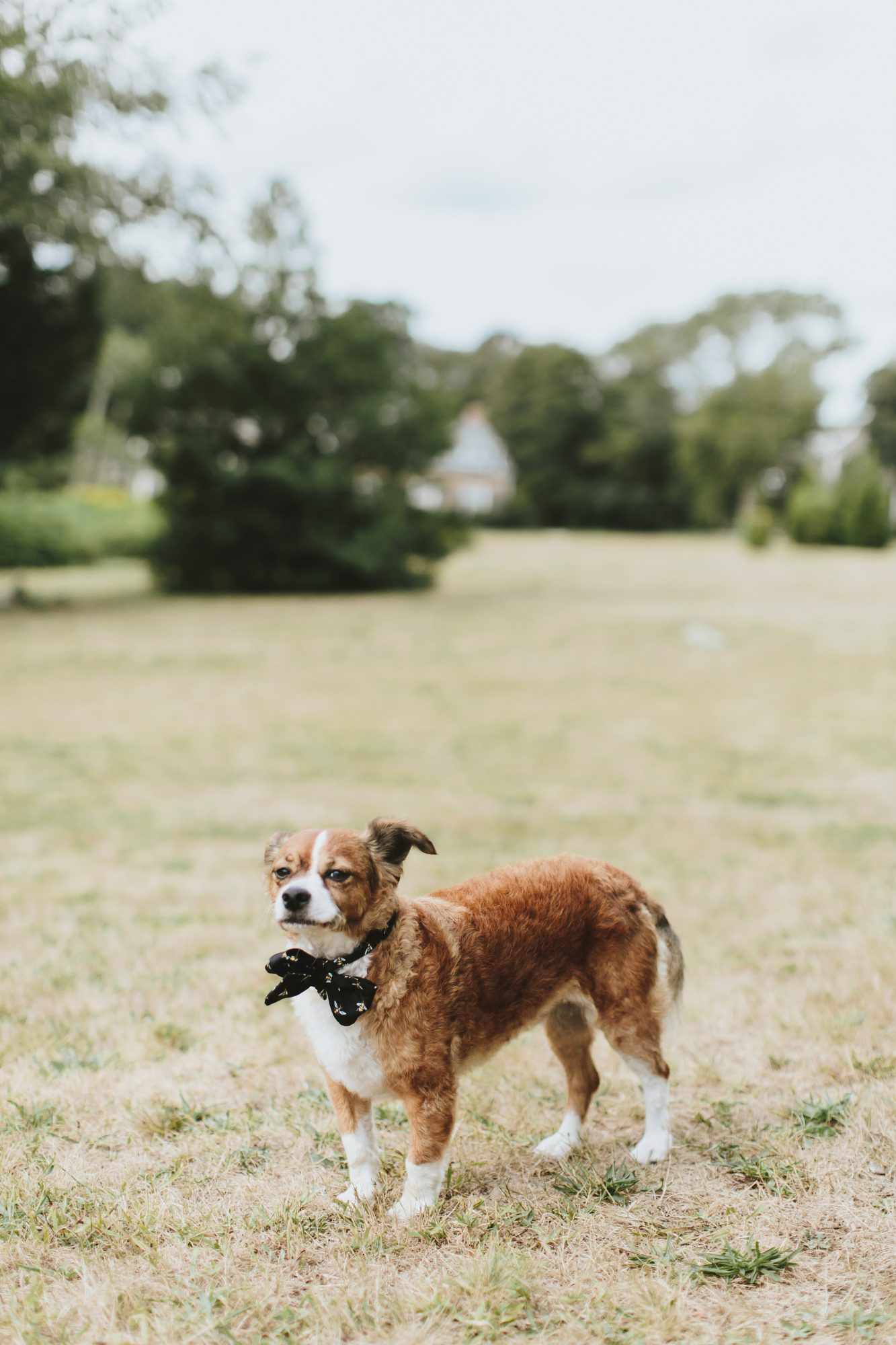 hadley corey wedding dog
