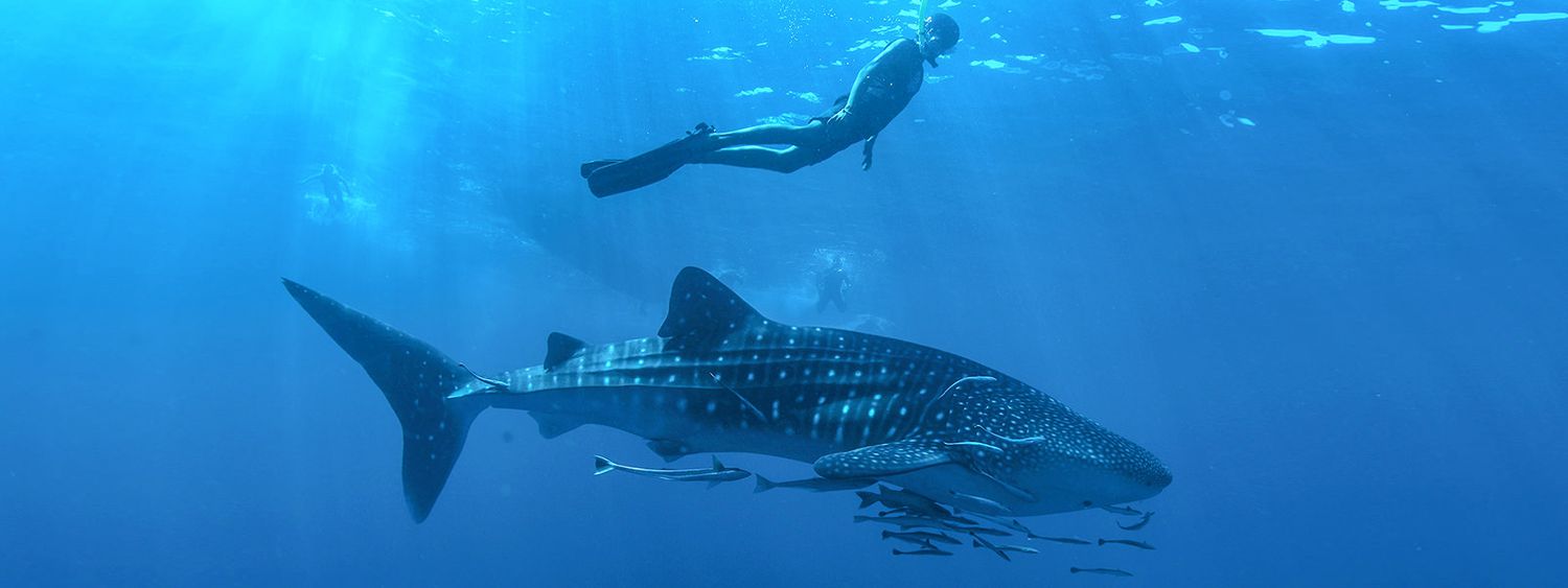 What to Do: Whale Sharks