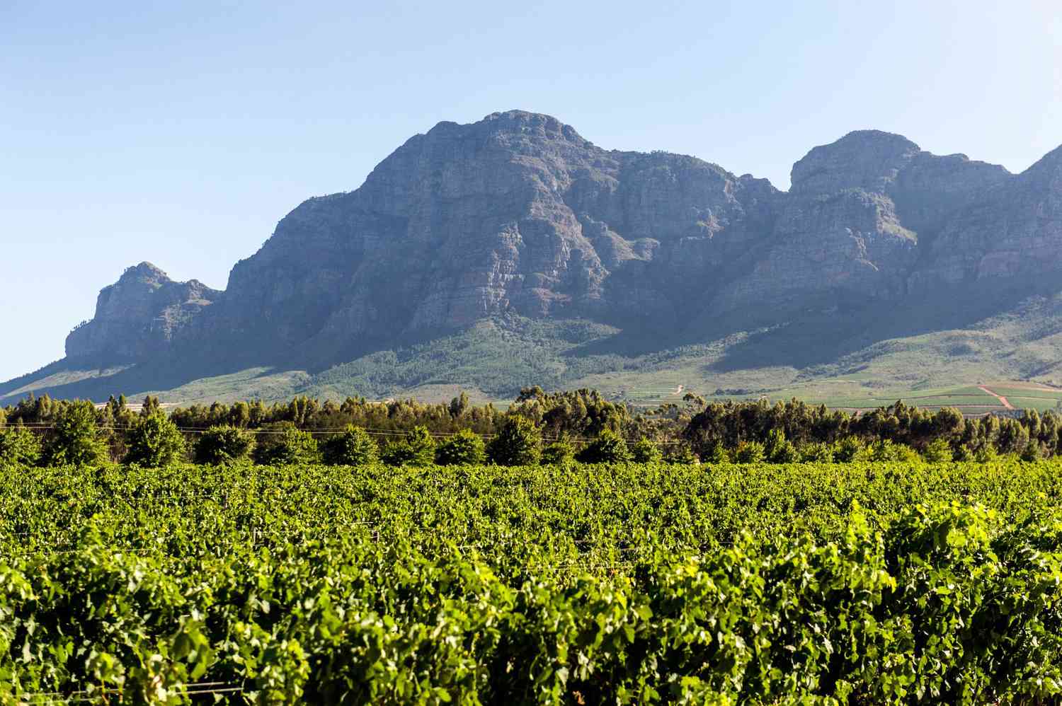 South Africa winelands
