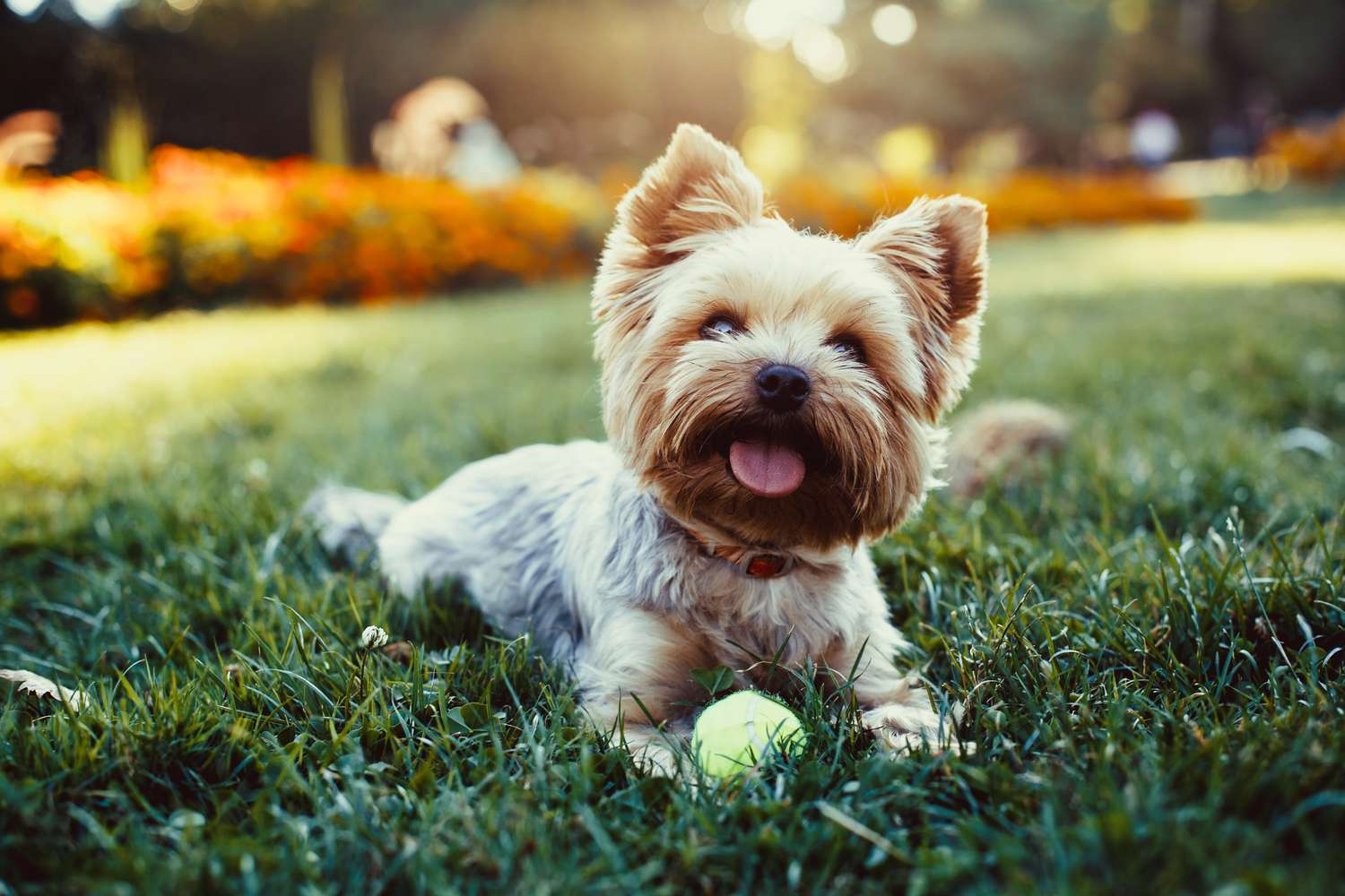 yorkshire terrier playing with a ball on a grass