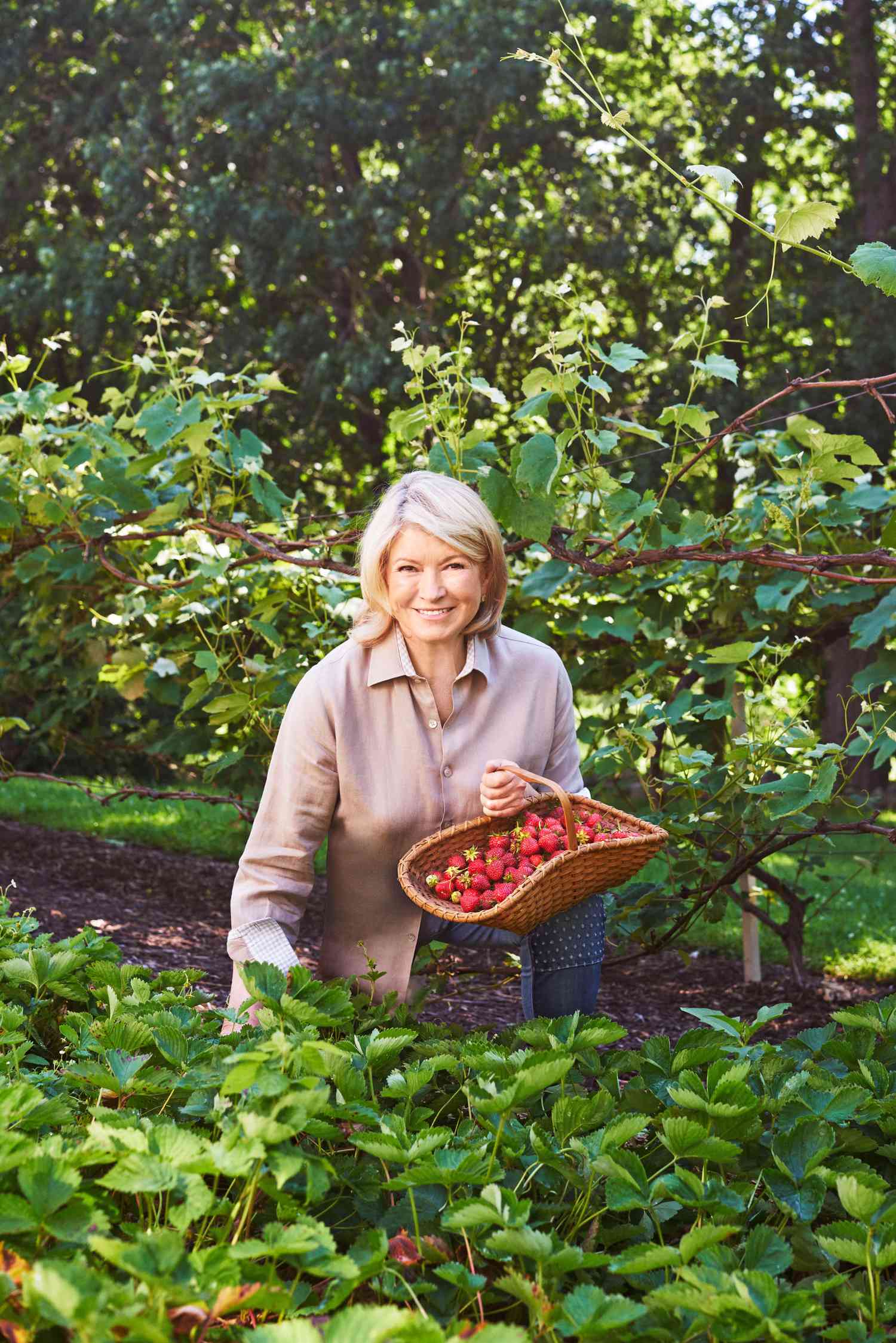 martha picking early summer strawberries