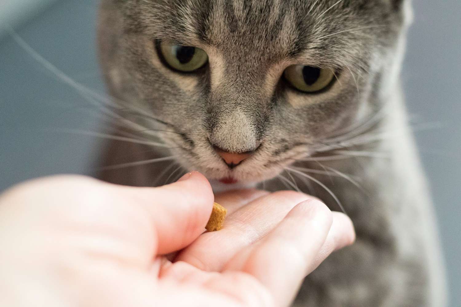 cat treat getty