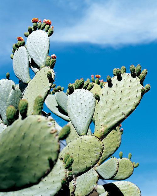 cactus beauty ingredient