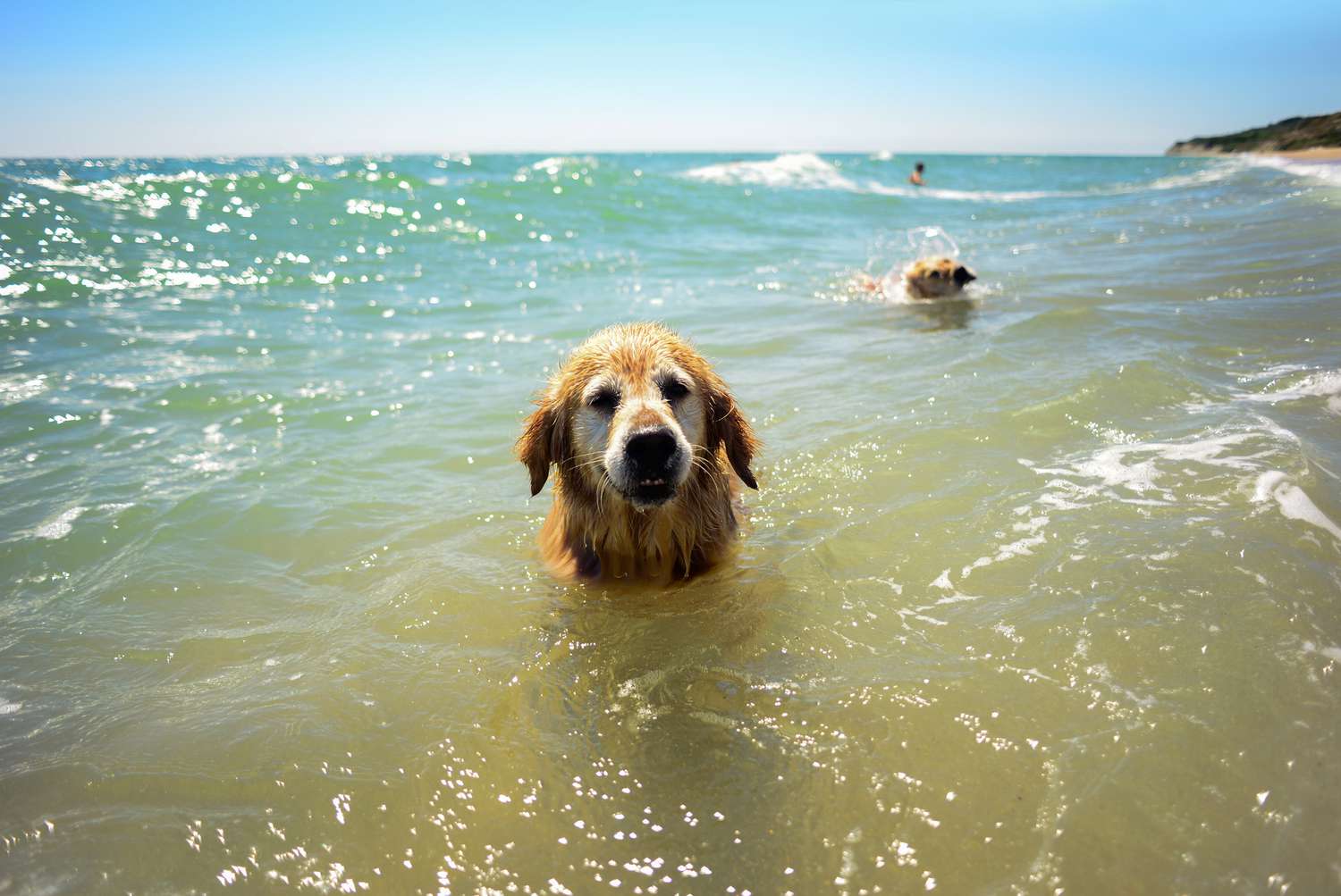 dog swimming getty