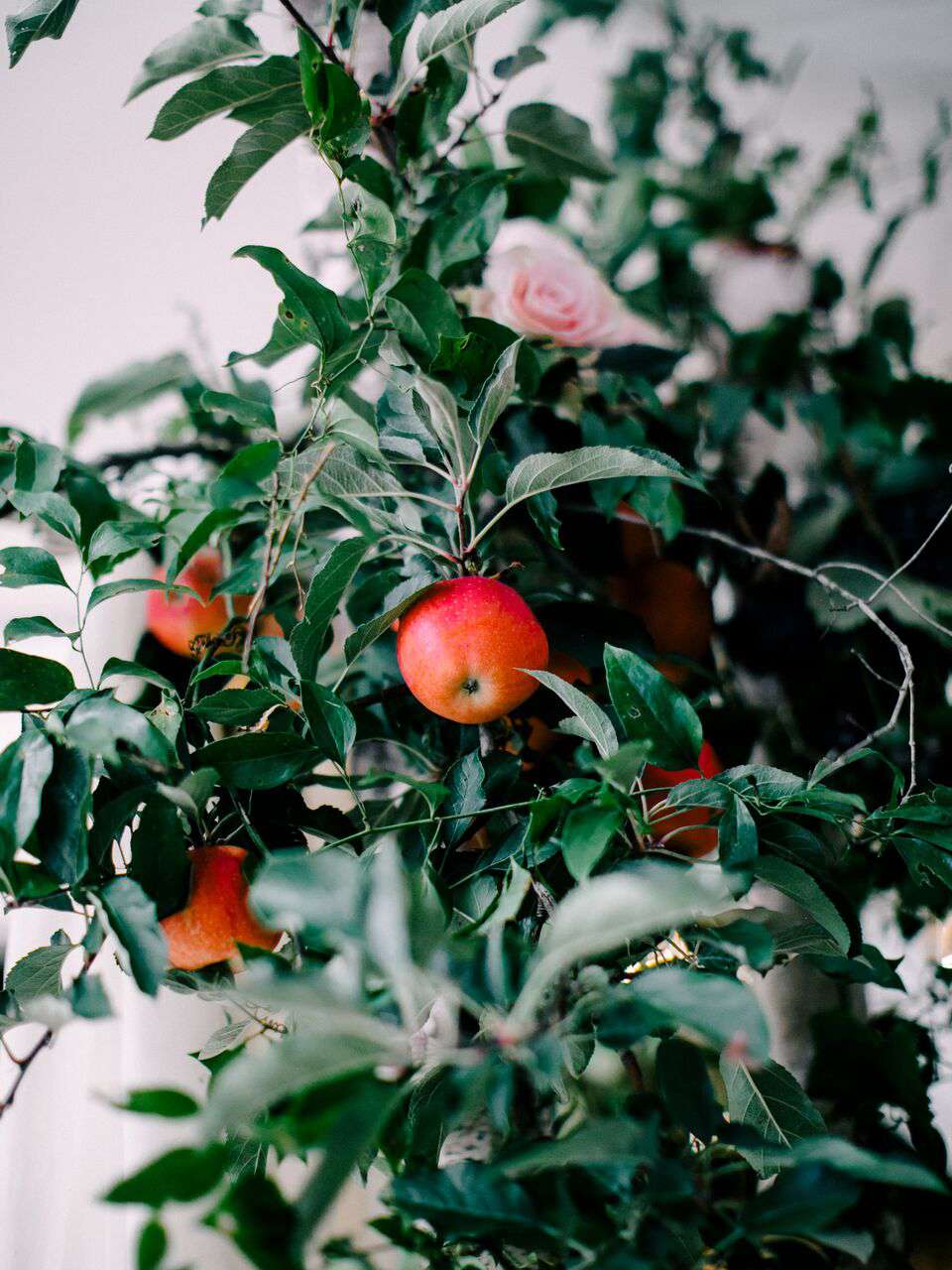apple wedding ideas love by serena