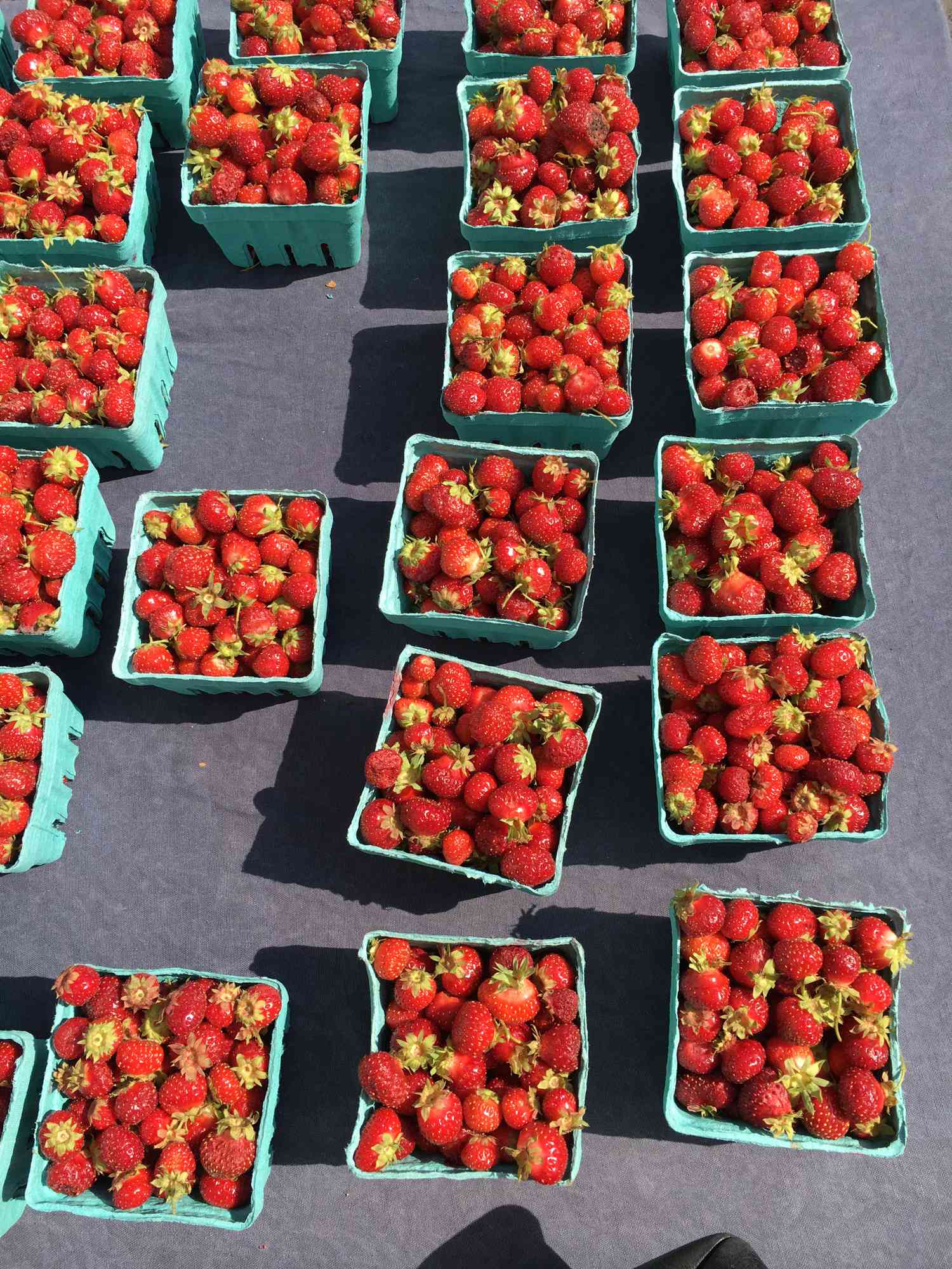 tristar strawberries
