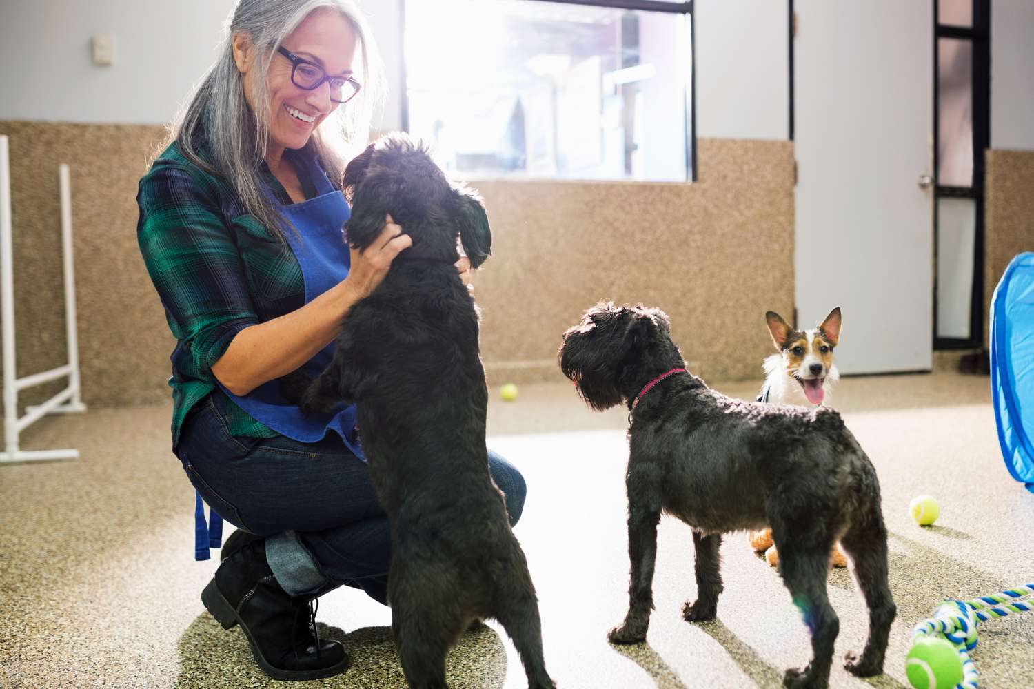 dog trainer puppies ear scratches in facility