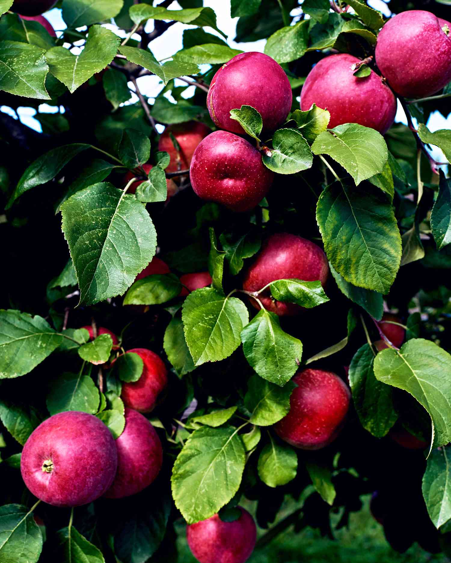 gravenstein apples on tree with leaves