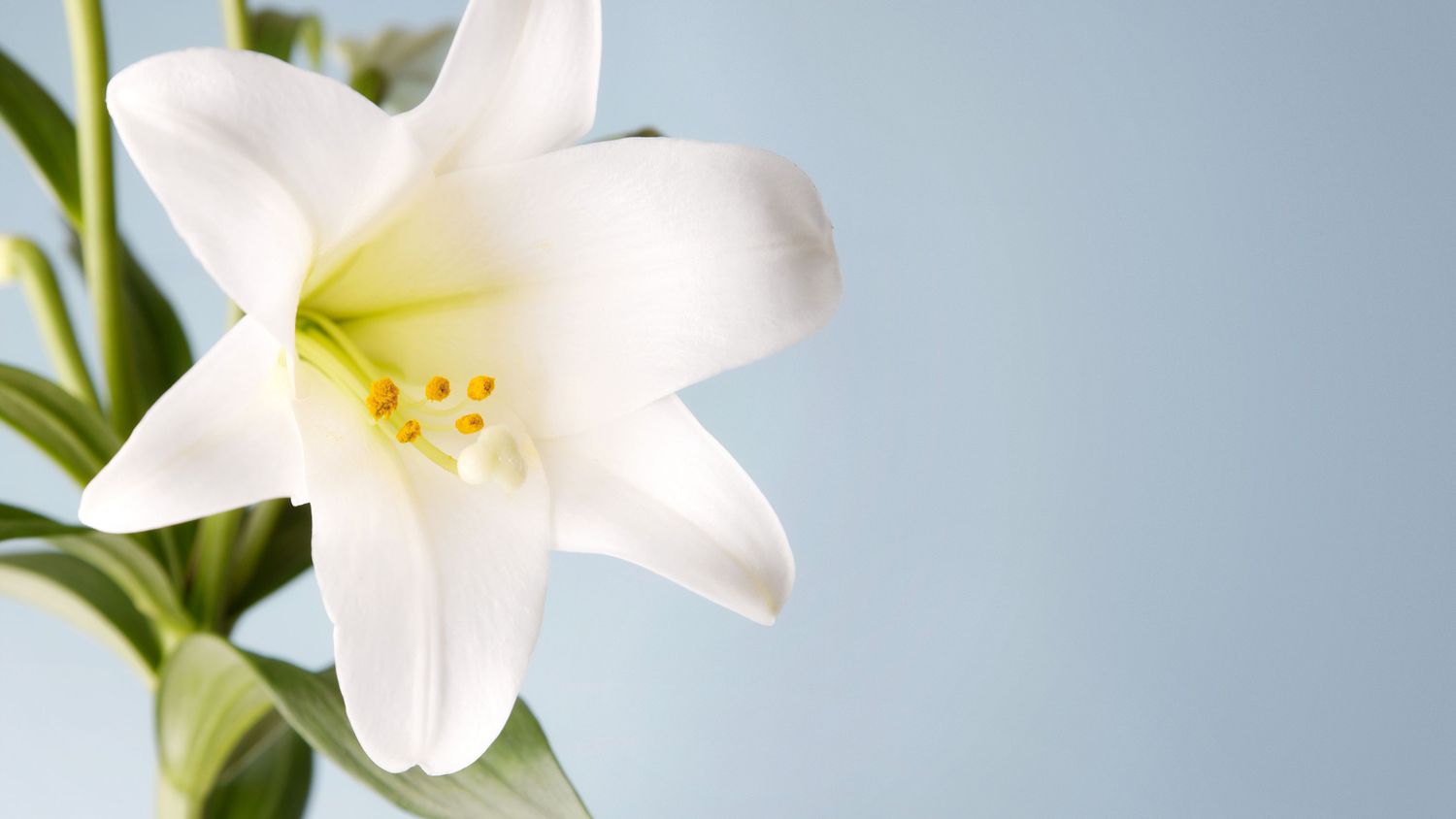 easter lily potted plant bloom
