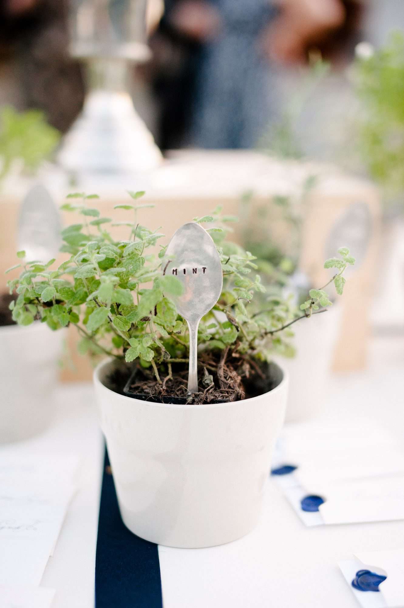 potted herbs with labeled mint spoon on table