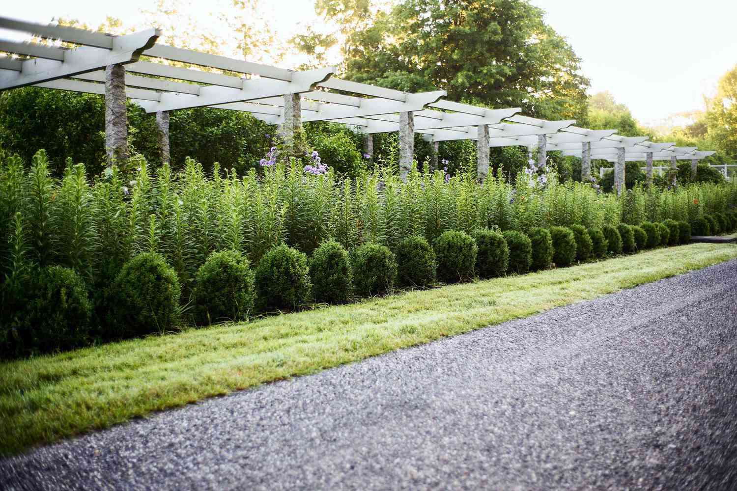 driveway border 350 feet homegrown shrubs boxwood