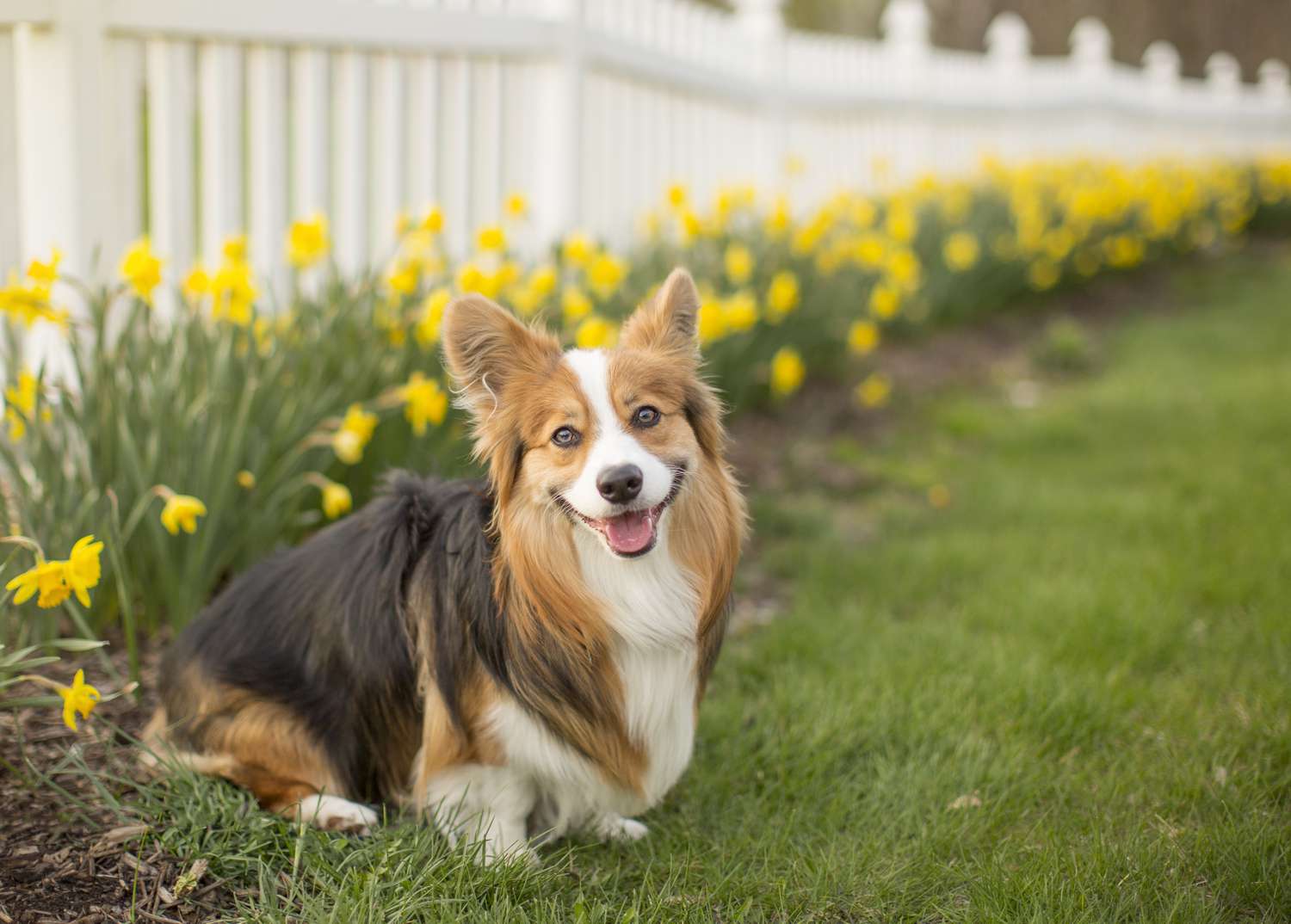 20 Garden Plants That Are Toxic to Dogs   Martha Stewart