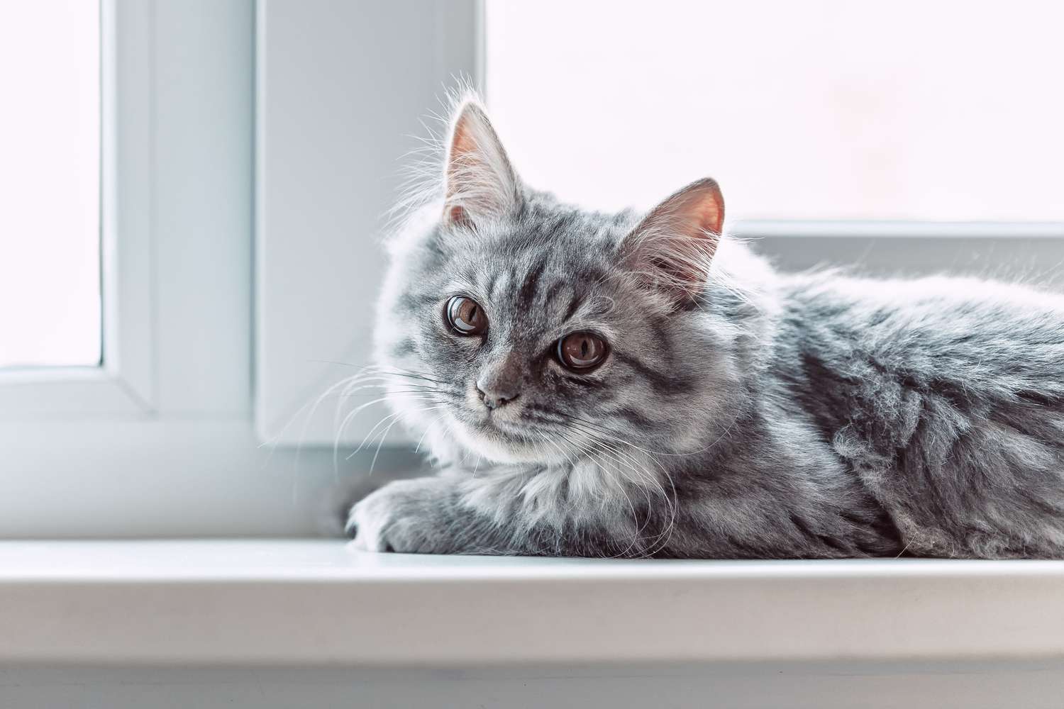 domestic gray cat sitting by window