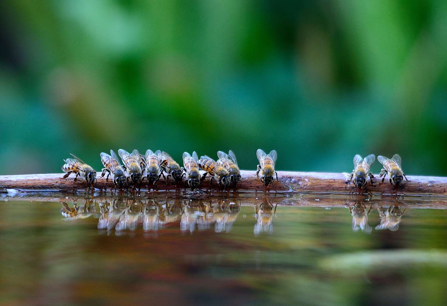 bees drinking from shallow water area