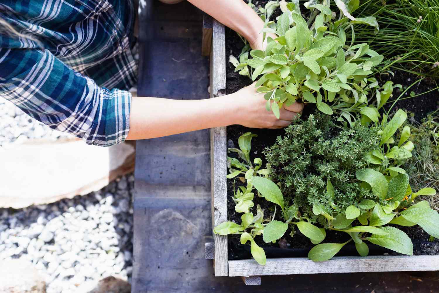 10 Reasons To Grow Your Own Healing Herb Garden Martha Stewart