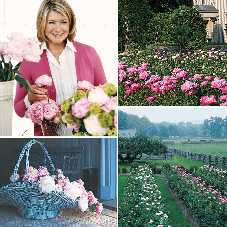 All About Martha S Peony Garden Martha Stewart