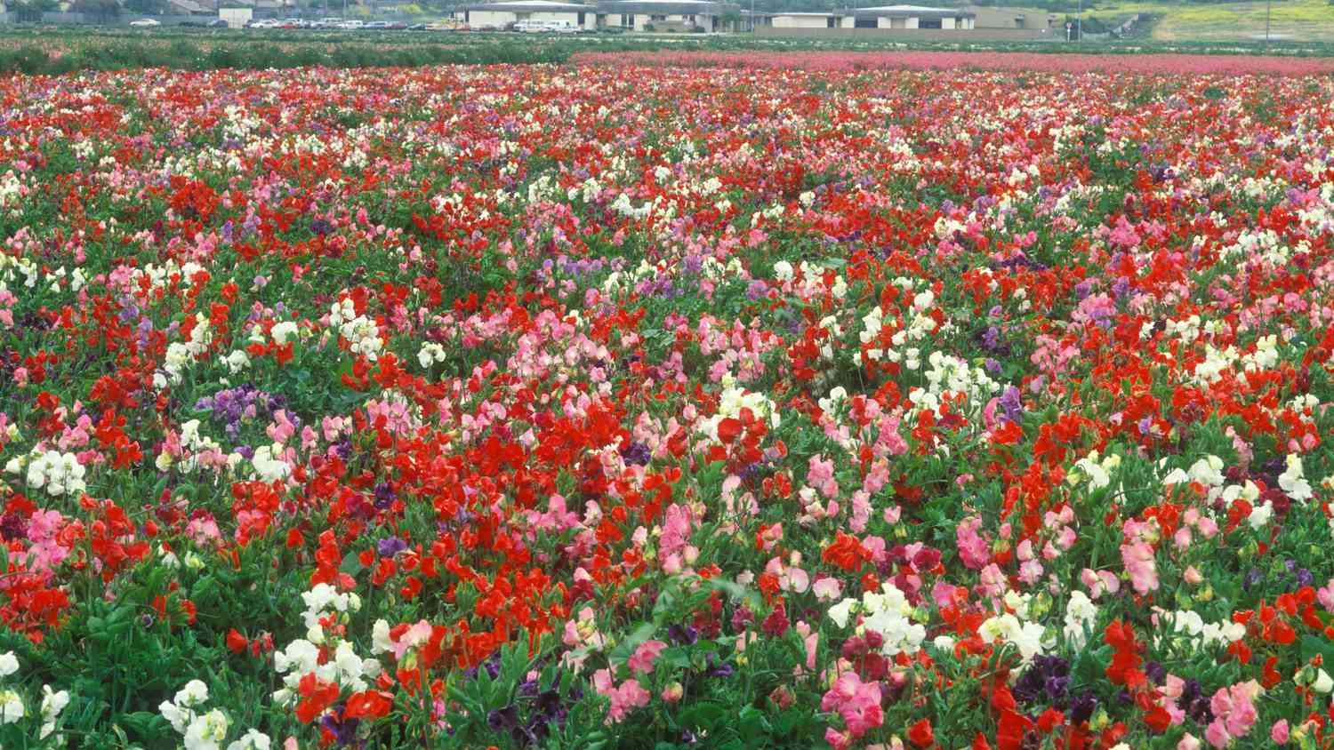 Lompoc Flower Fields, California