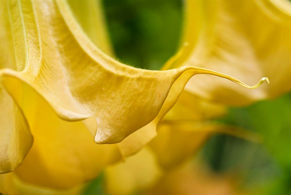 close up of yellow angel trumpet flower
