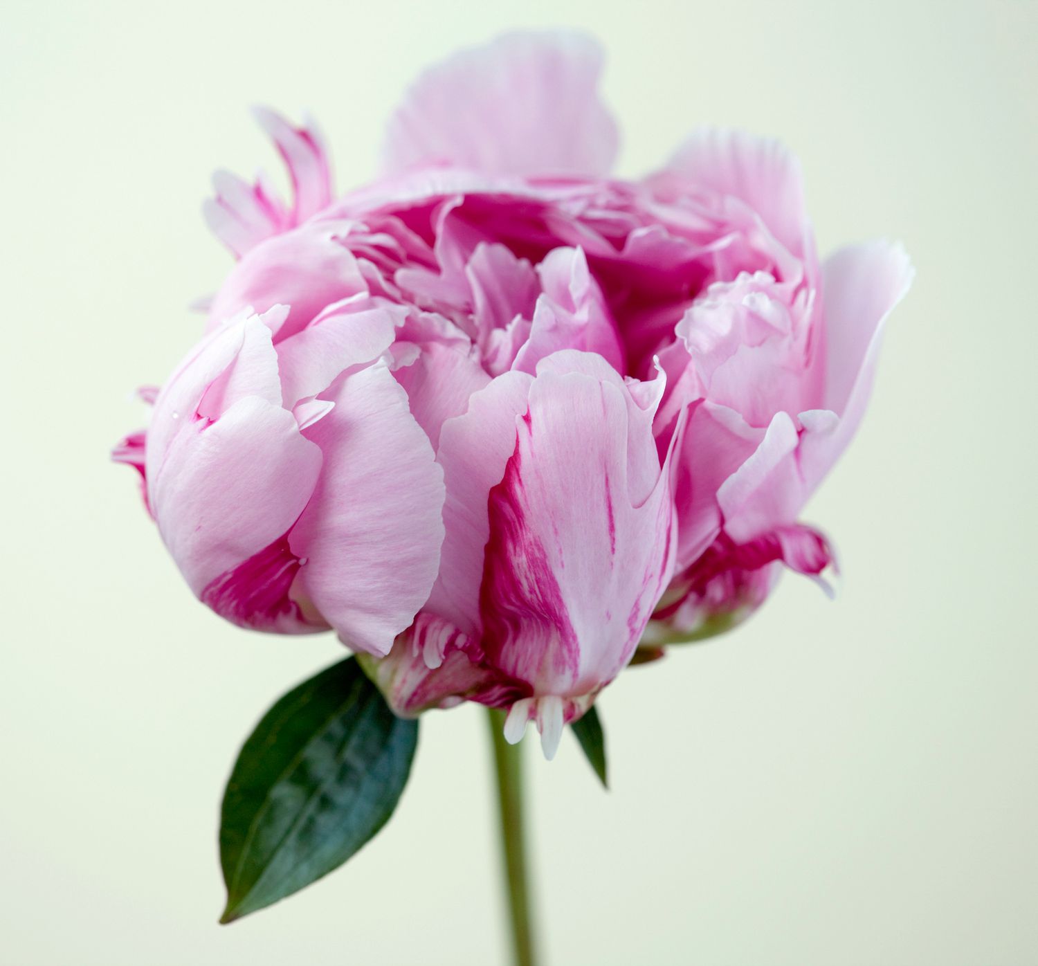 a peony flower against a white background