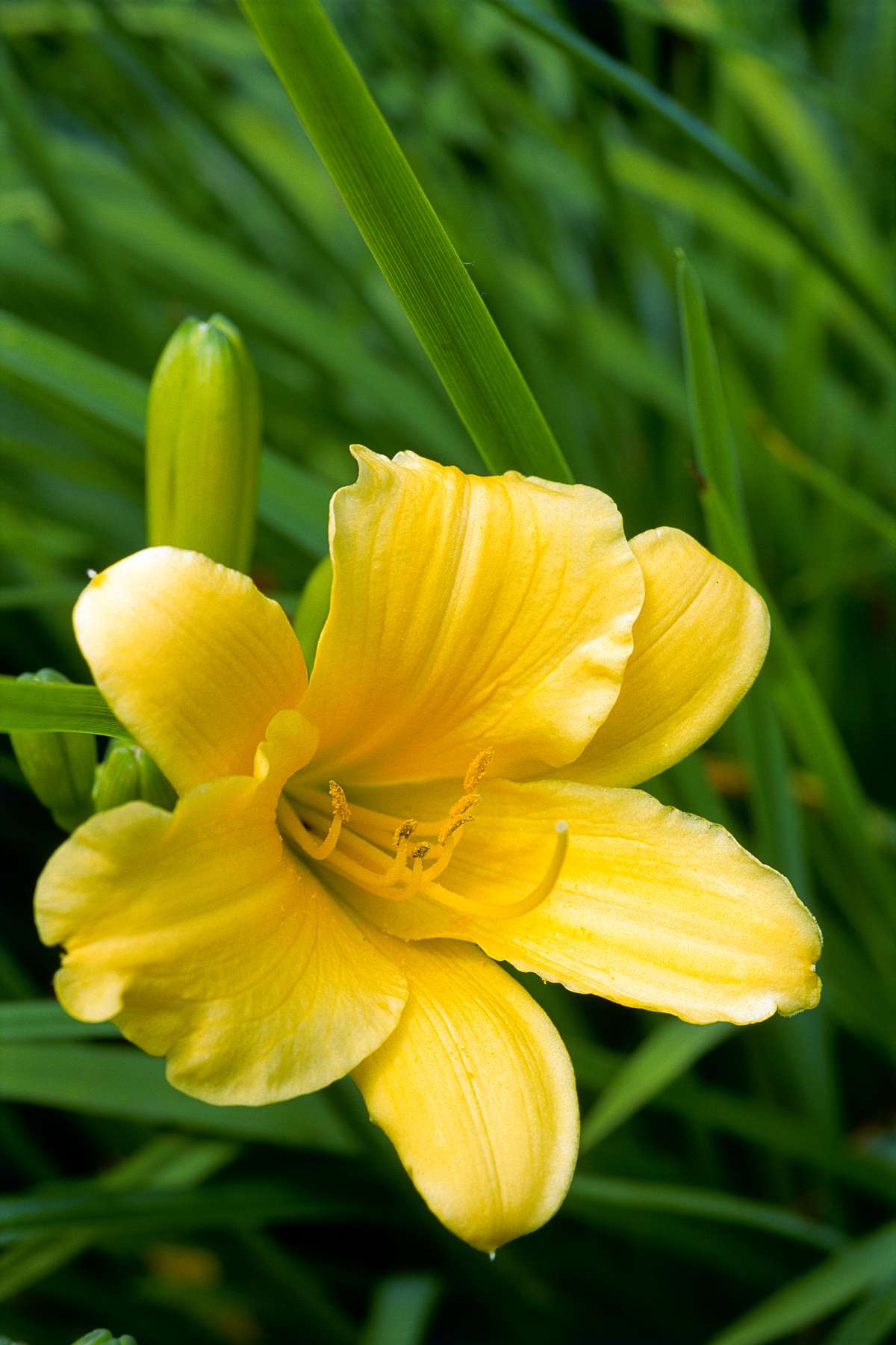 yellow daylily in grass