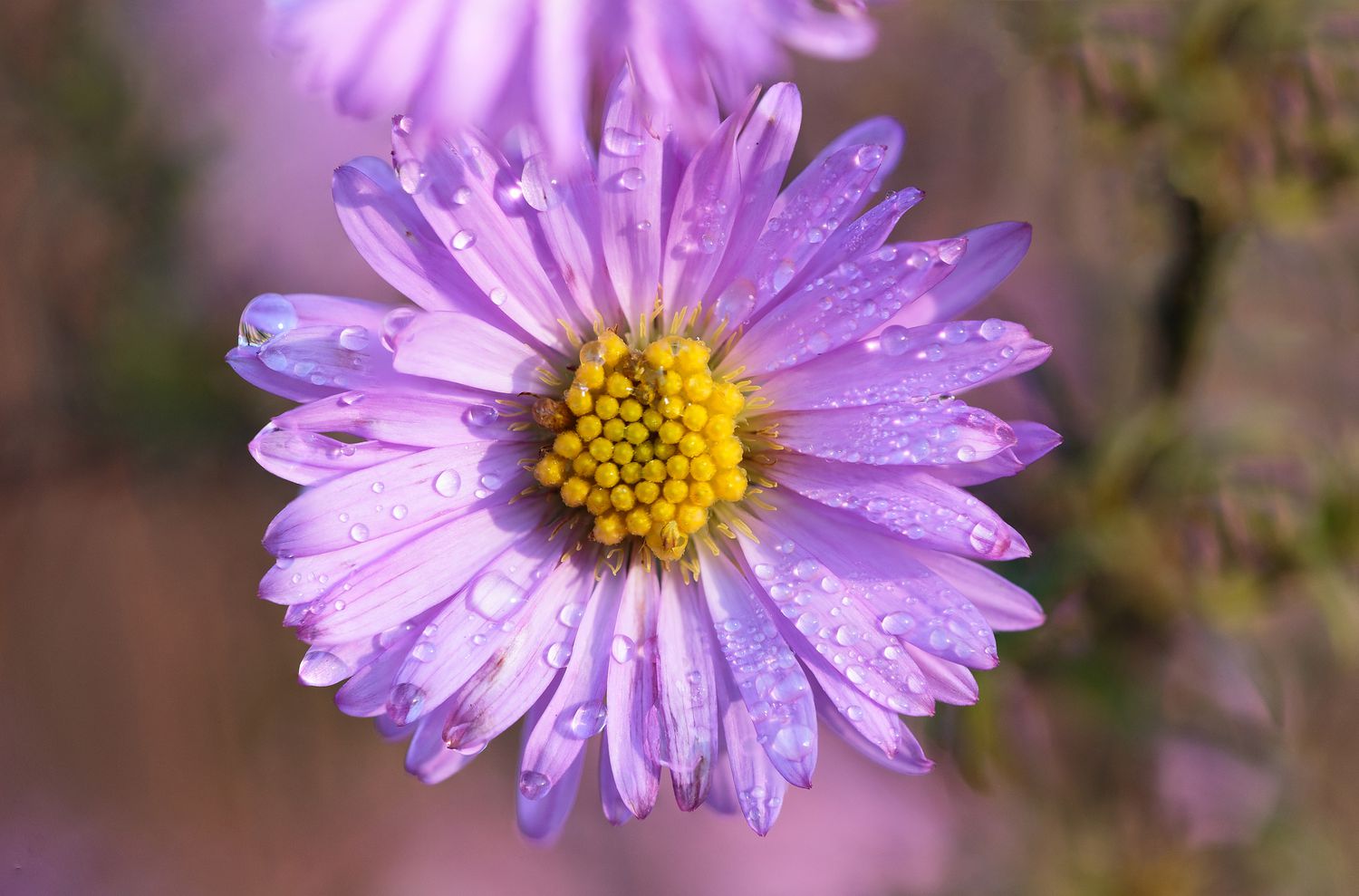water droplets on aster flower