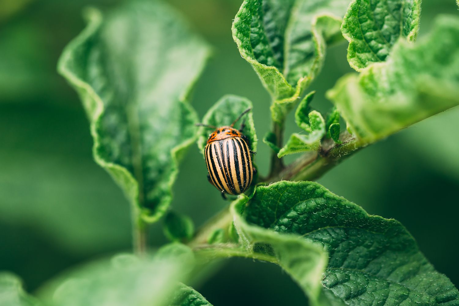 Potato Beetle on a Plant