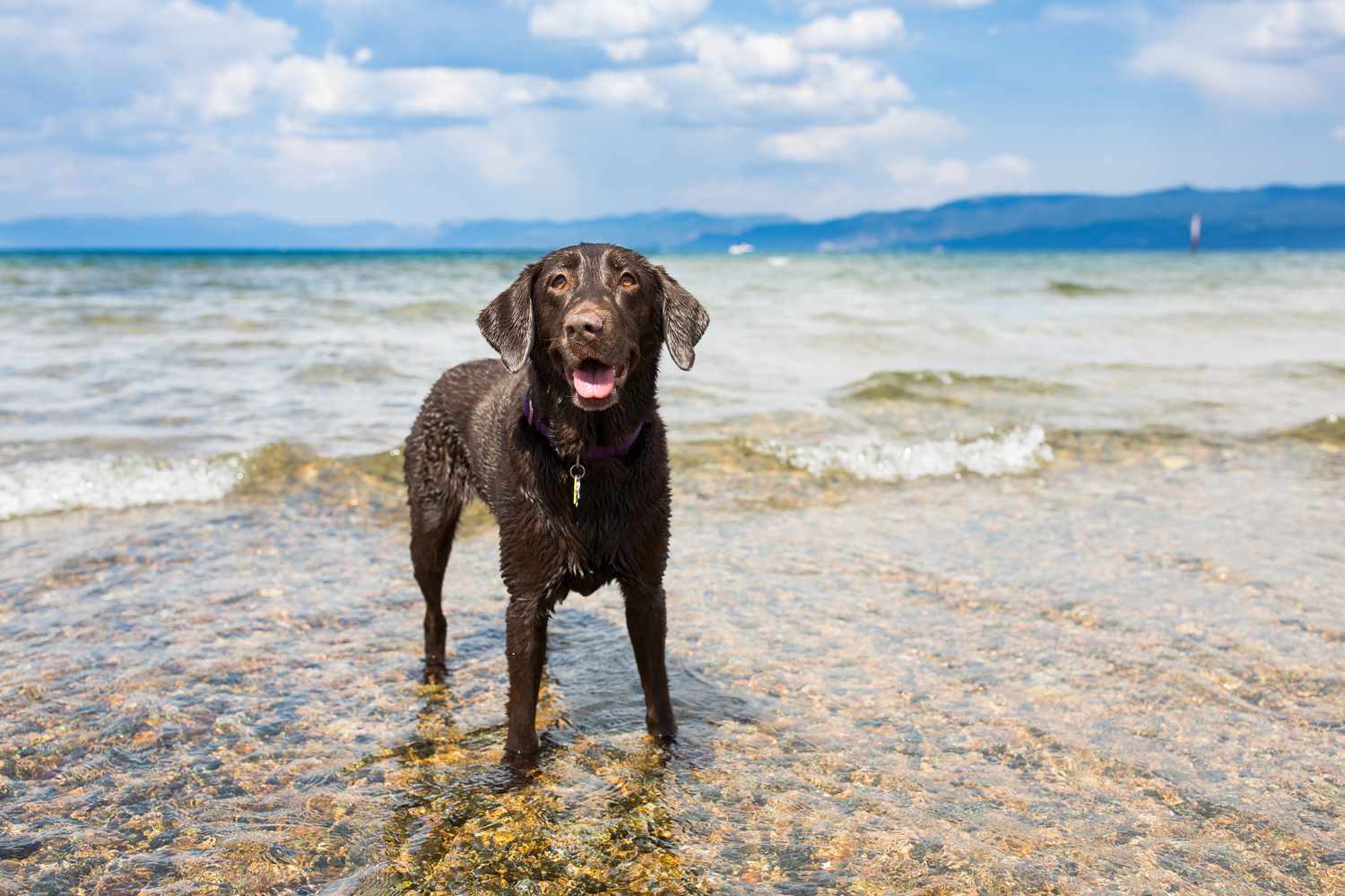 dog swimming at the beach