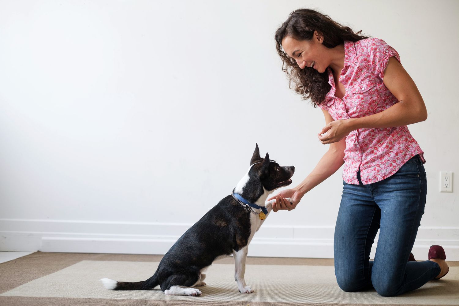 boston terrier dog training woman rug