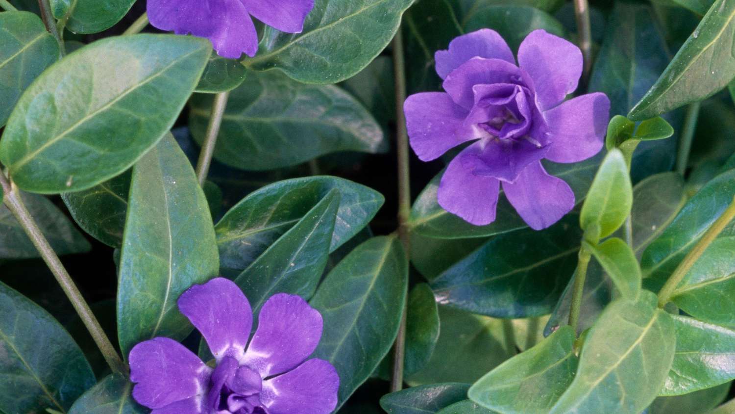 Periwinkle plant with purple flowers