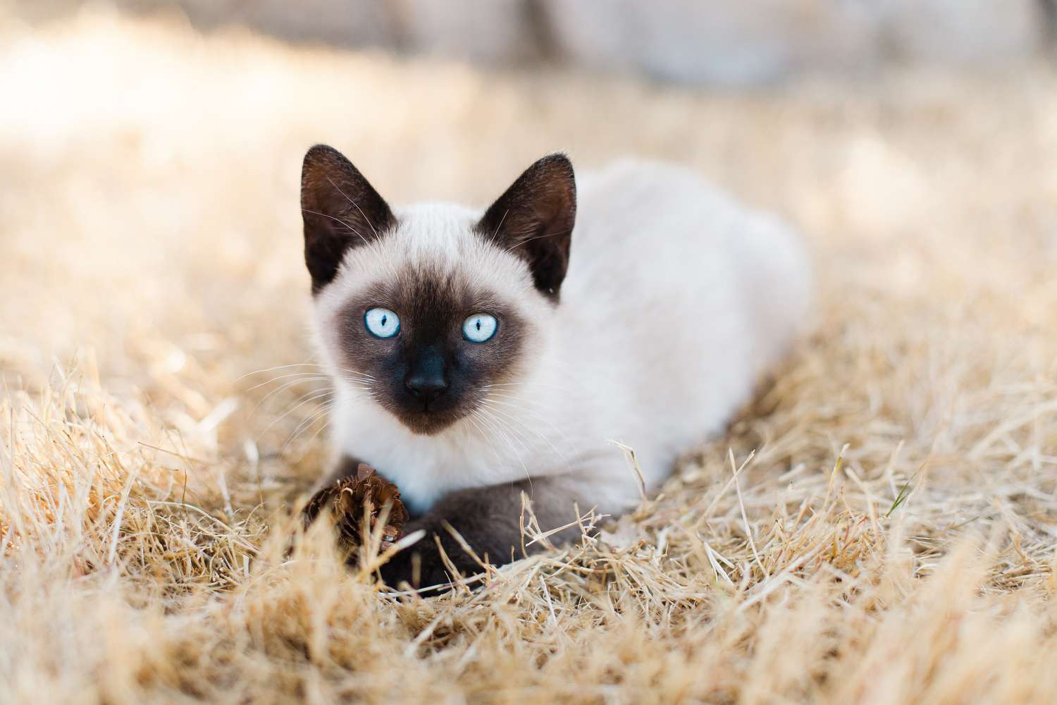 Siamese cat laying on a bed of straw