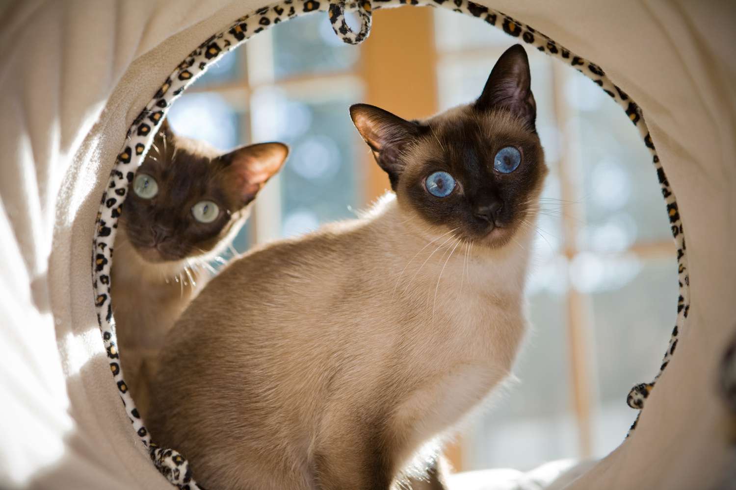 Tonkinese Cats in a Laundry Barrel