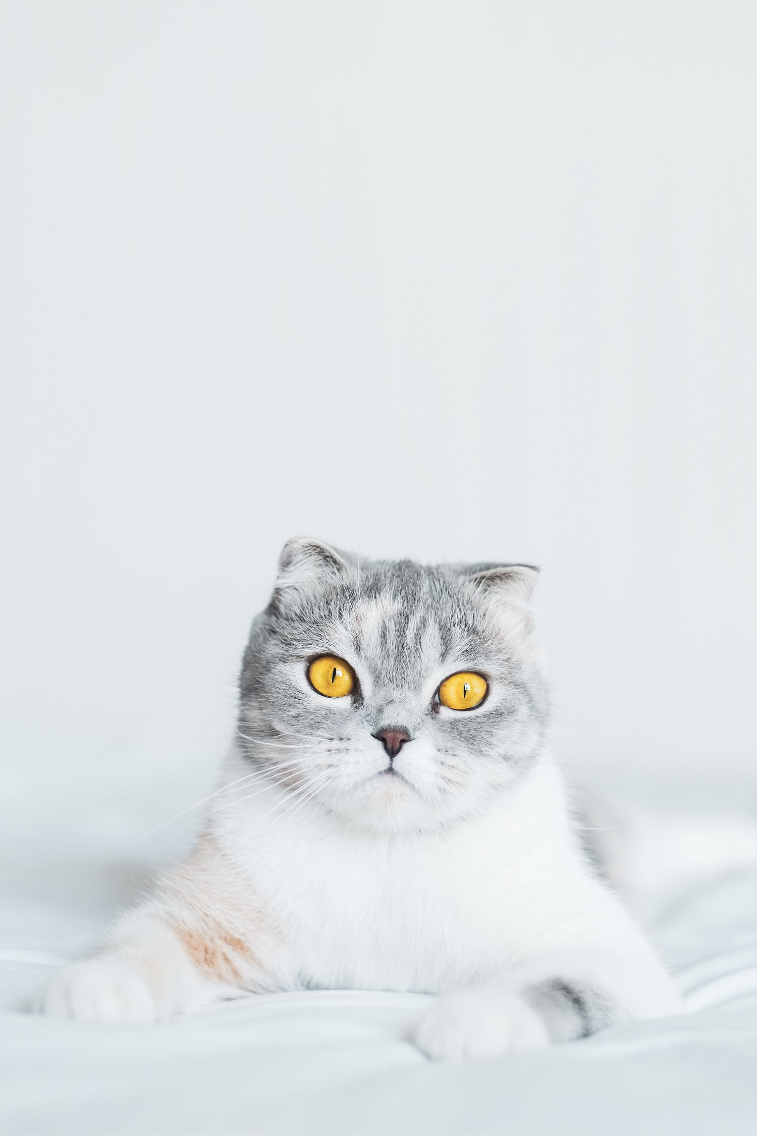 Scottish Fold Cat sitting on a bed