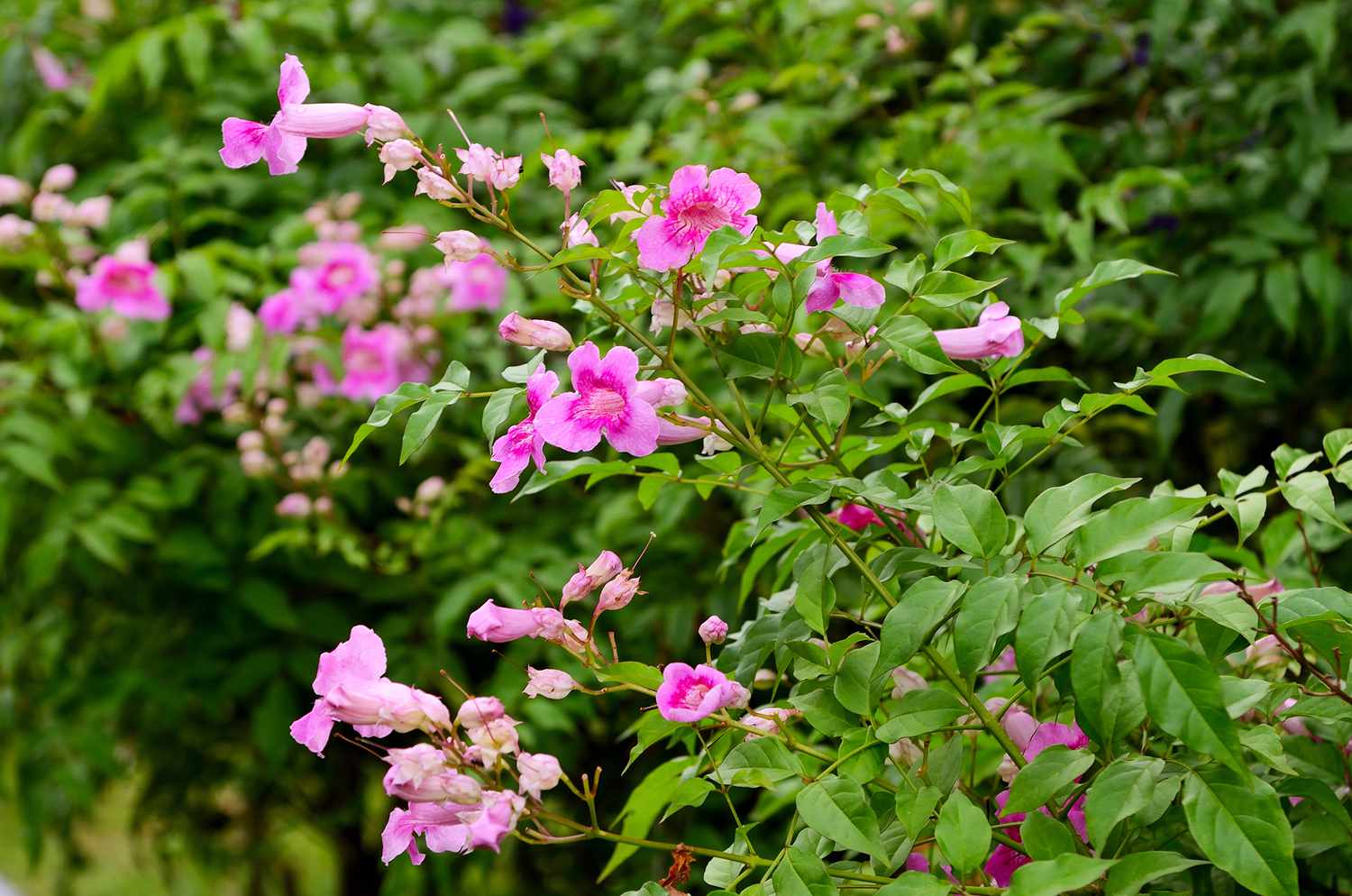 Pink Trumpet flowers