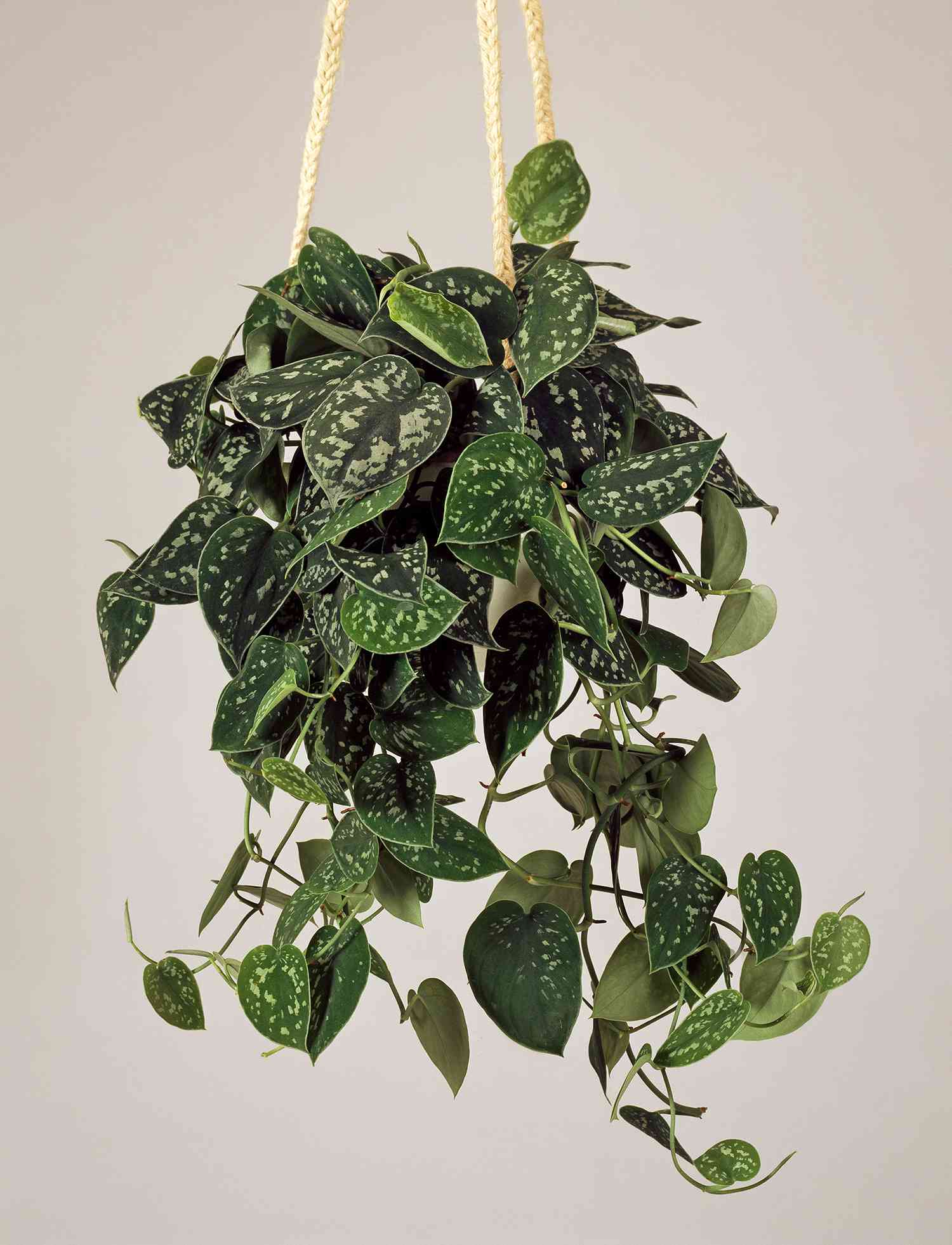 satin pothos hanging plant