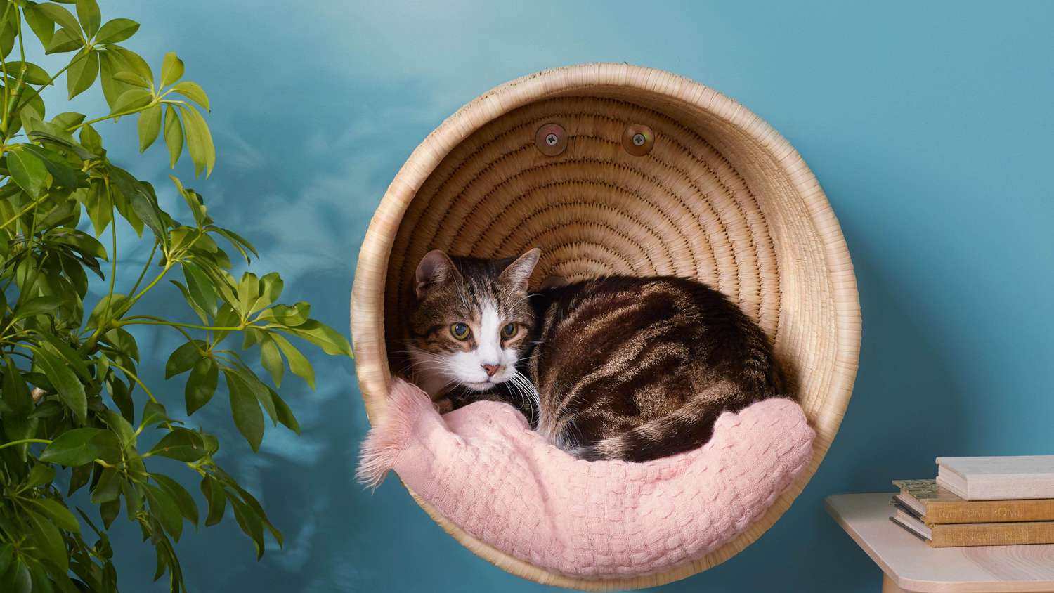hanging cat basket with white and gray cat inside