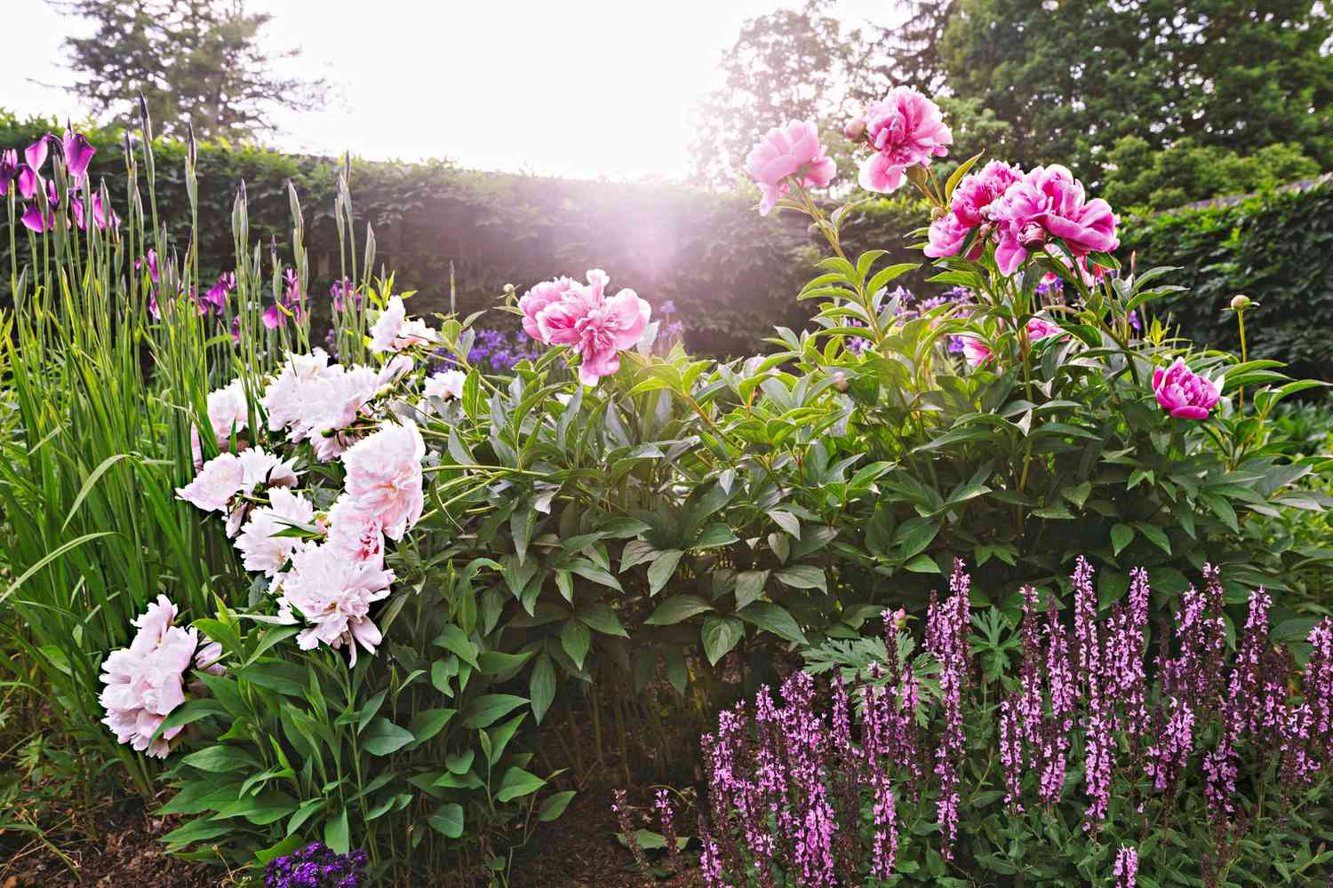 bellefield beatrix garden blooms