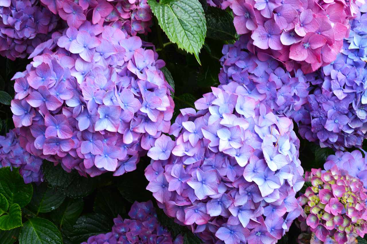 pink blue hydrangea flowers