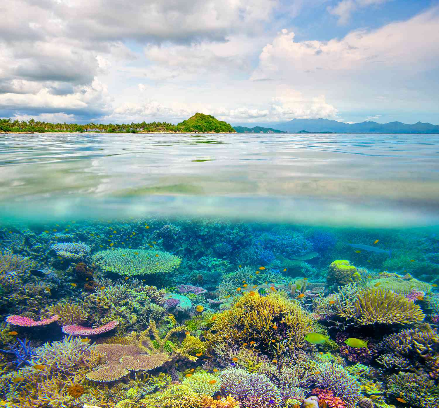 Coral Reefs in the Wild