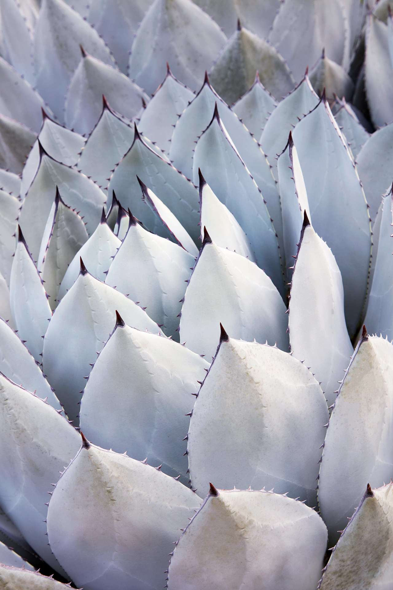 agave parryii