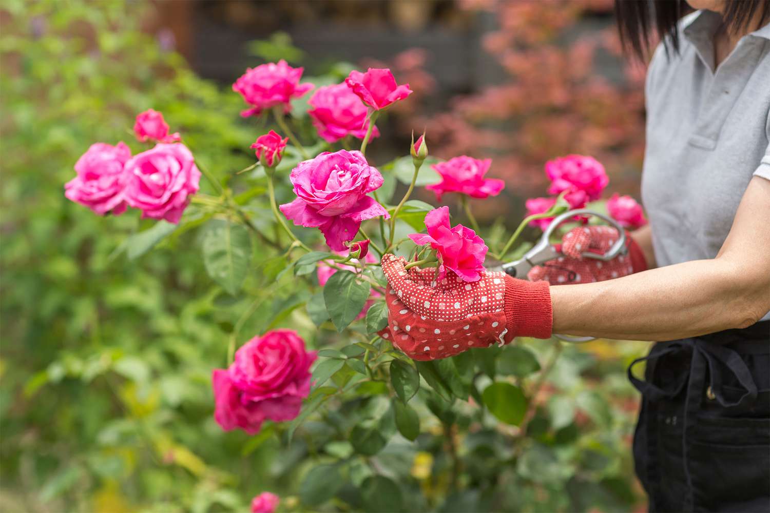 woman pruning rose bush