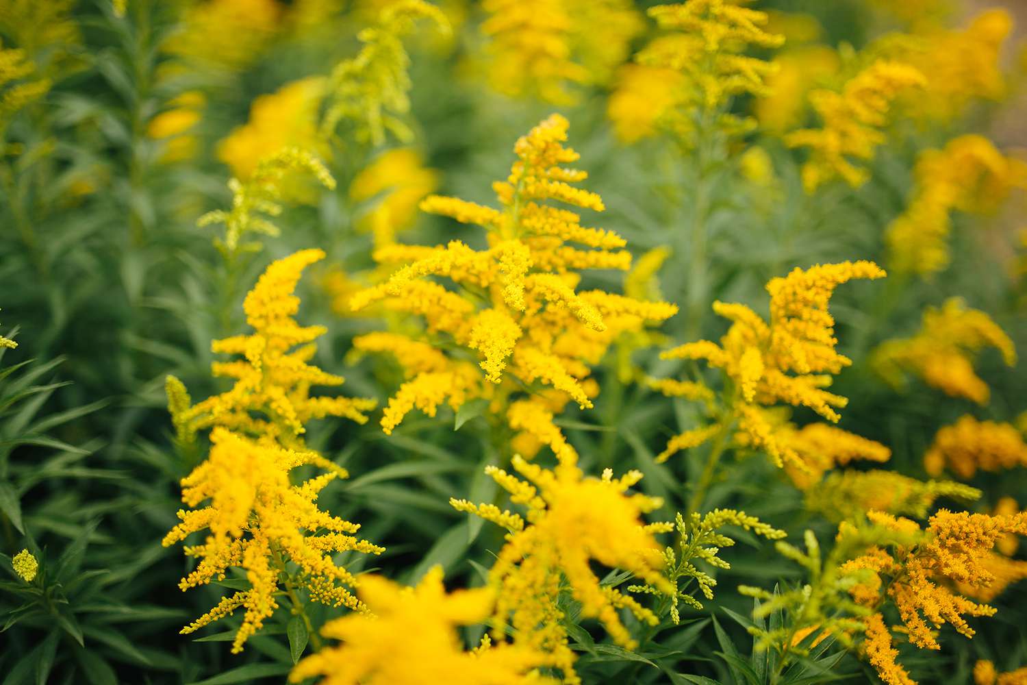 Goldenrod Kentucky State Flower