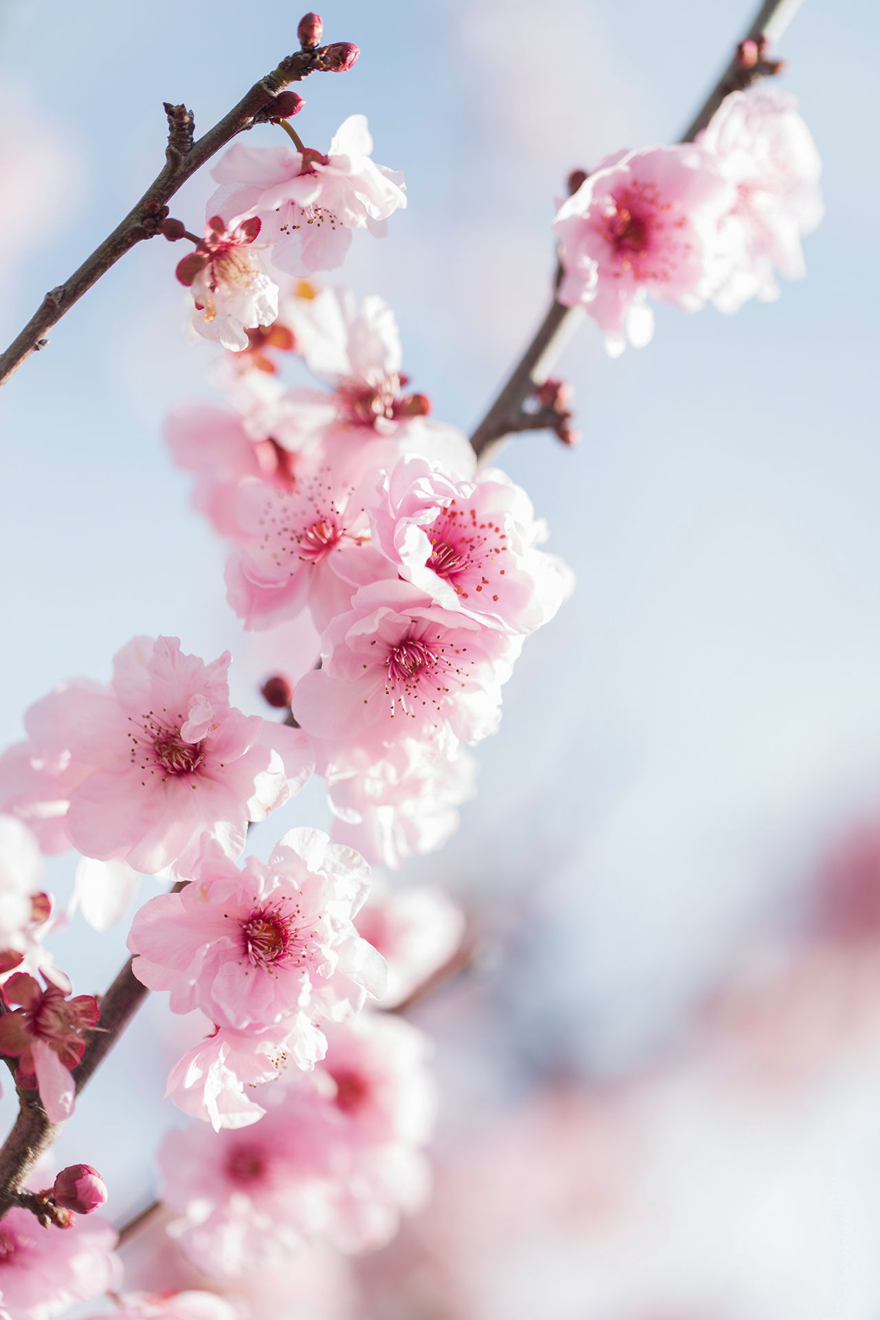 Delaware: Peach Blossom